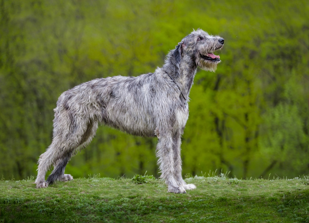 gray irish wolfhound standing outside