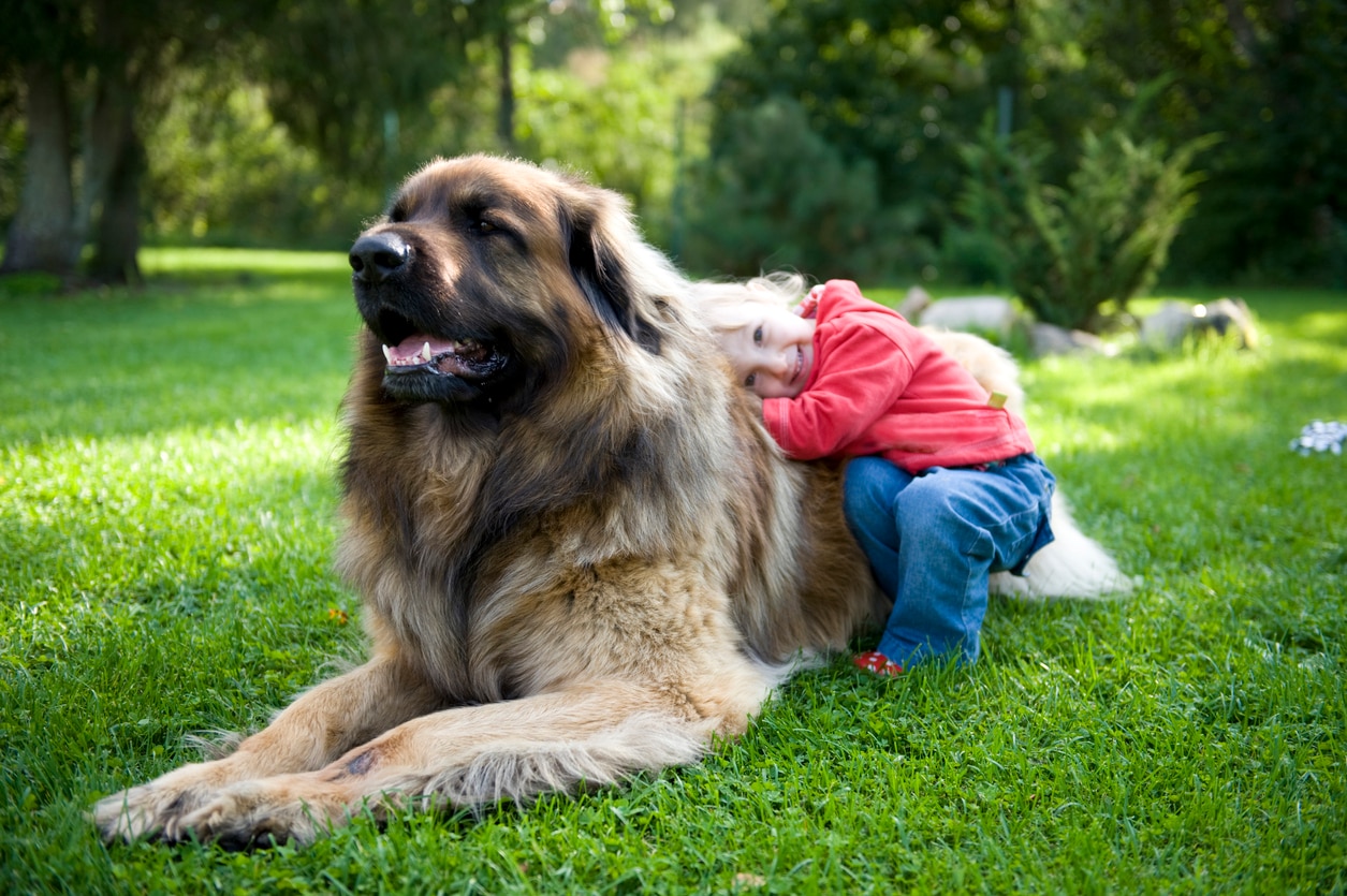 little boy hugging a big leonberger dog