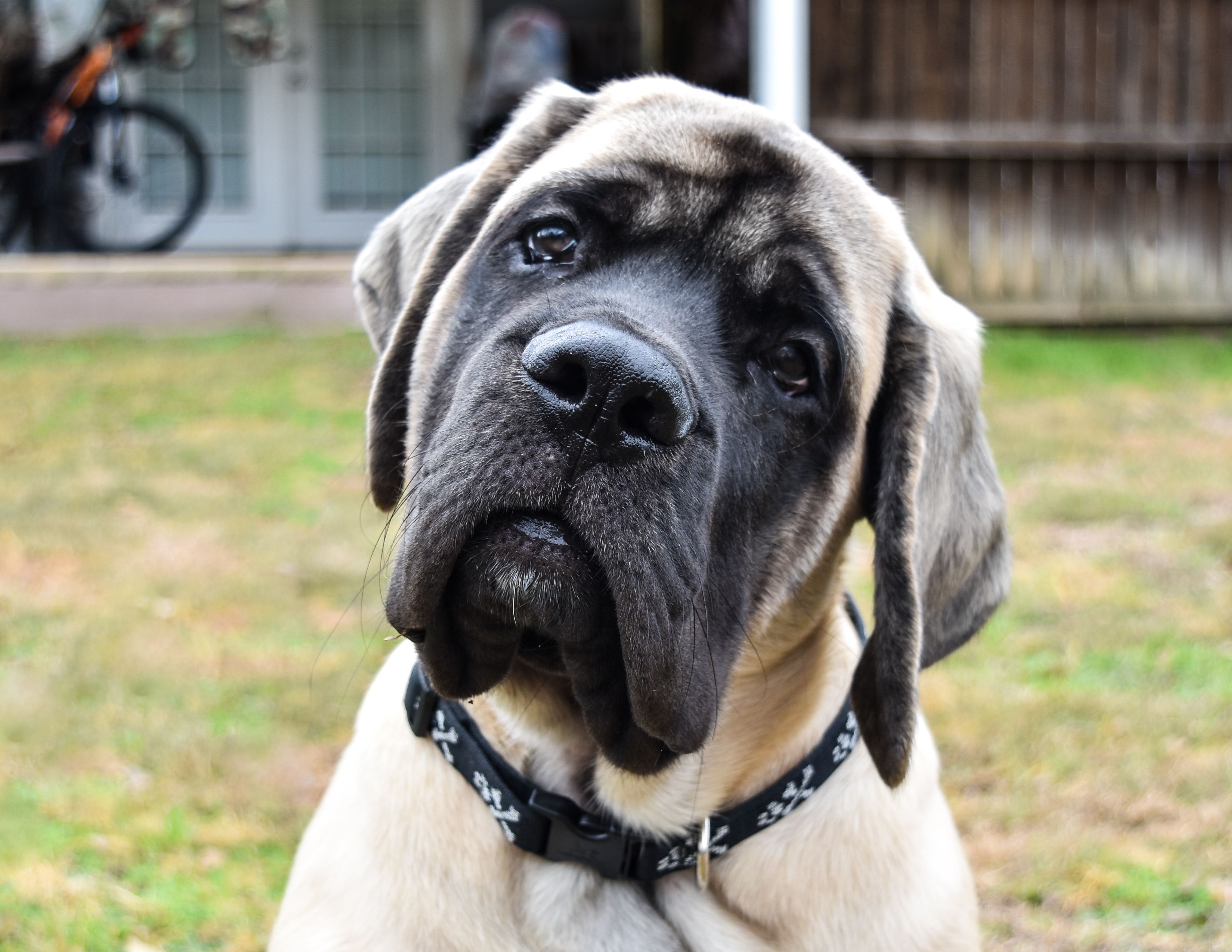 Big face dog breeds best sale