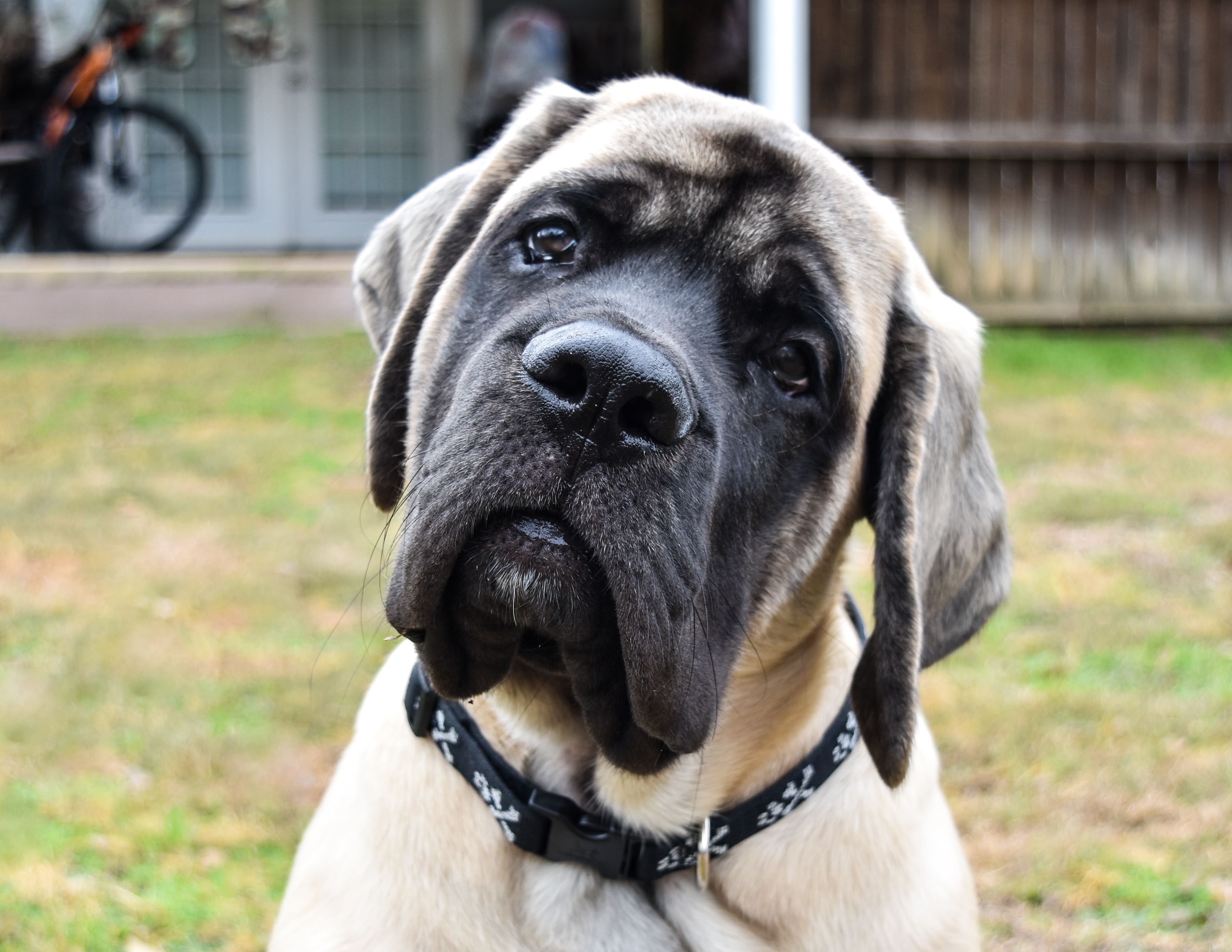 close-up portrait of an english mastiff's face