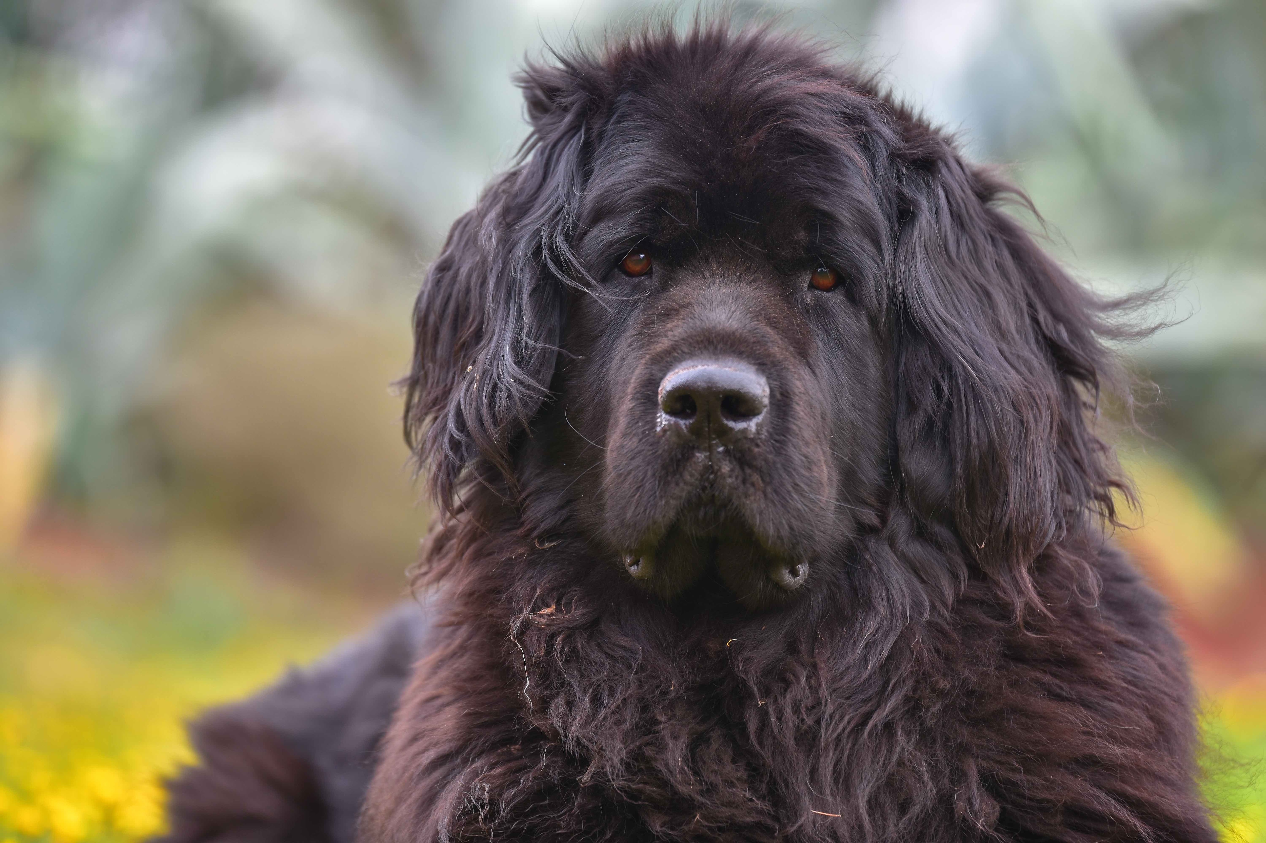 Big face dog breeds best sale