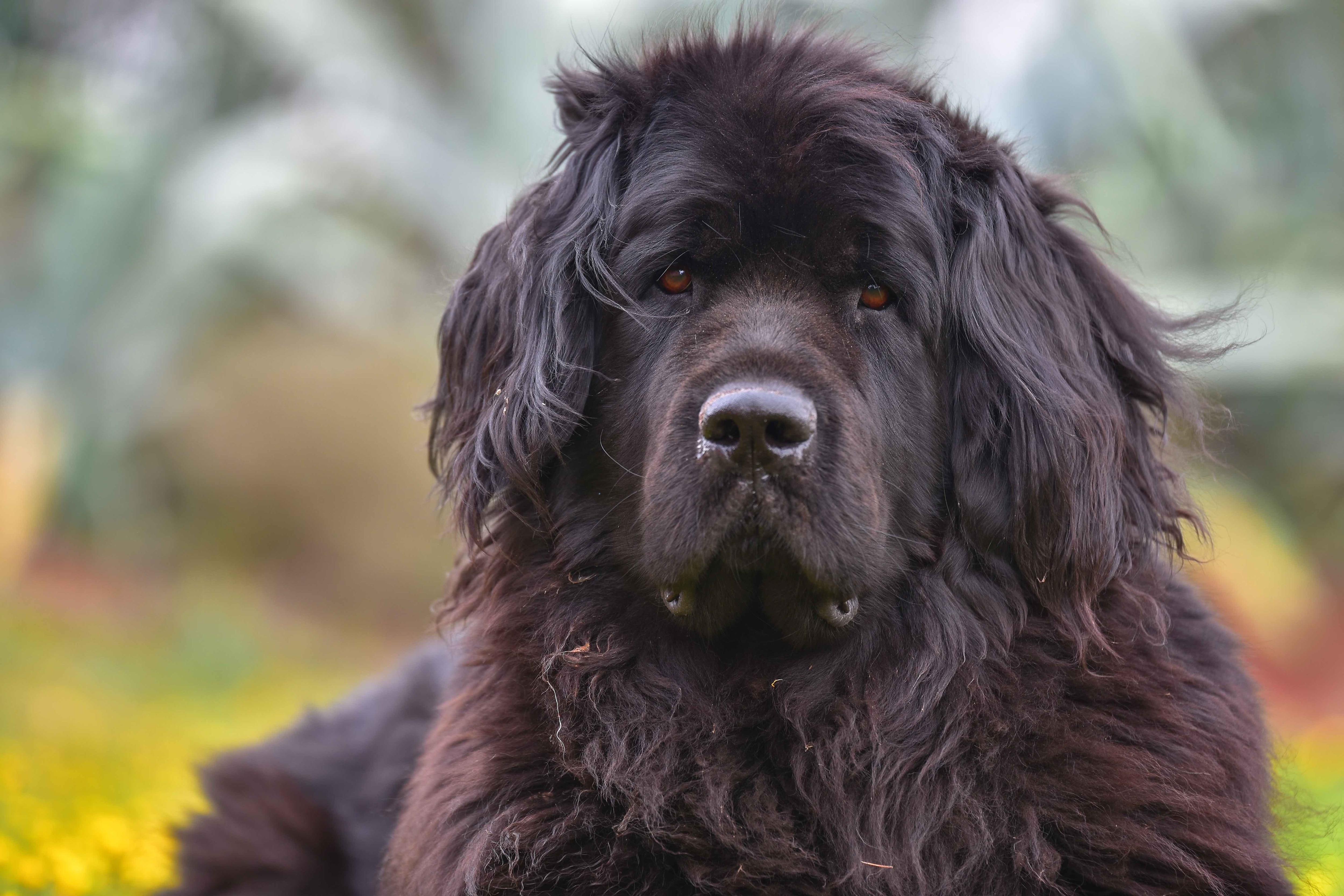 close-up portrait of a black newfoundland dog staring at the camera