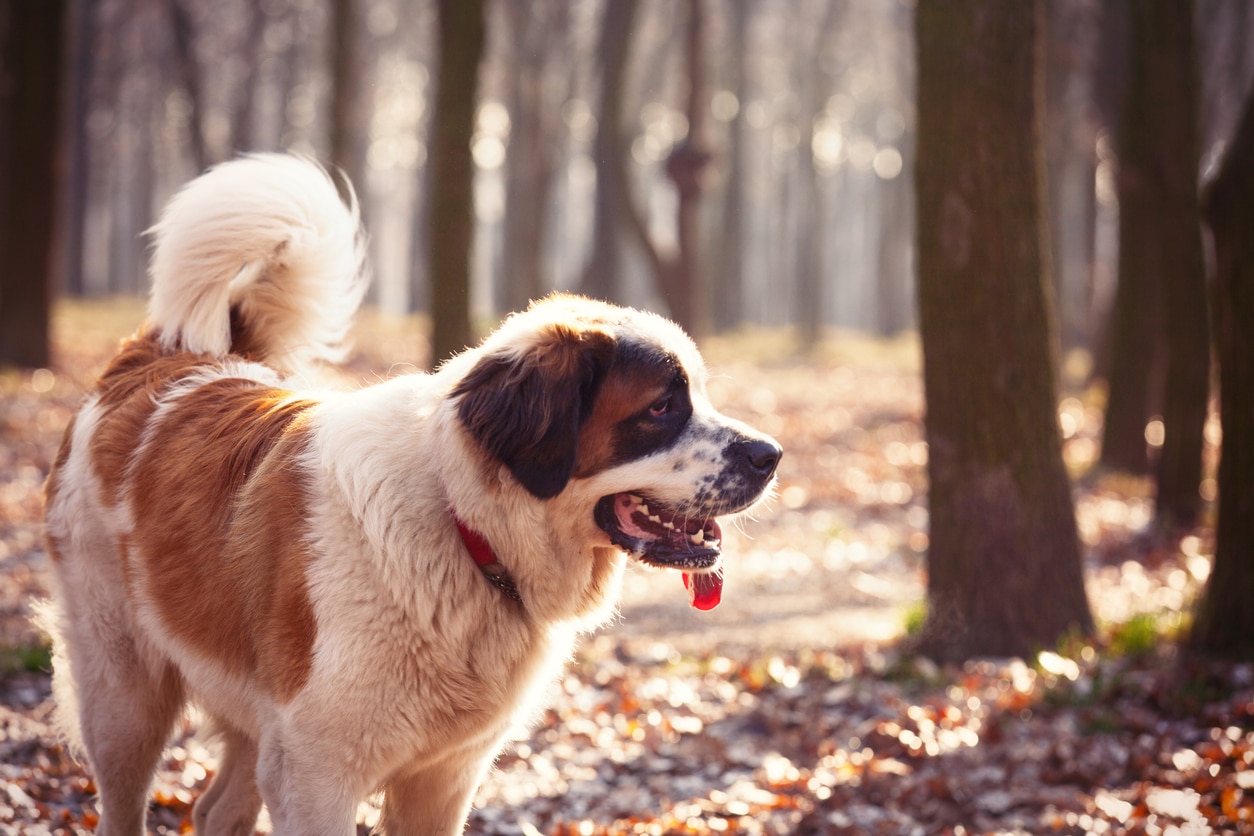 saint bernard outside among trees