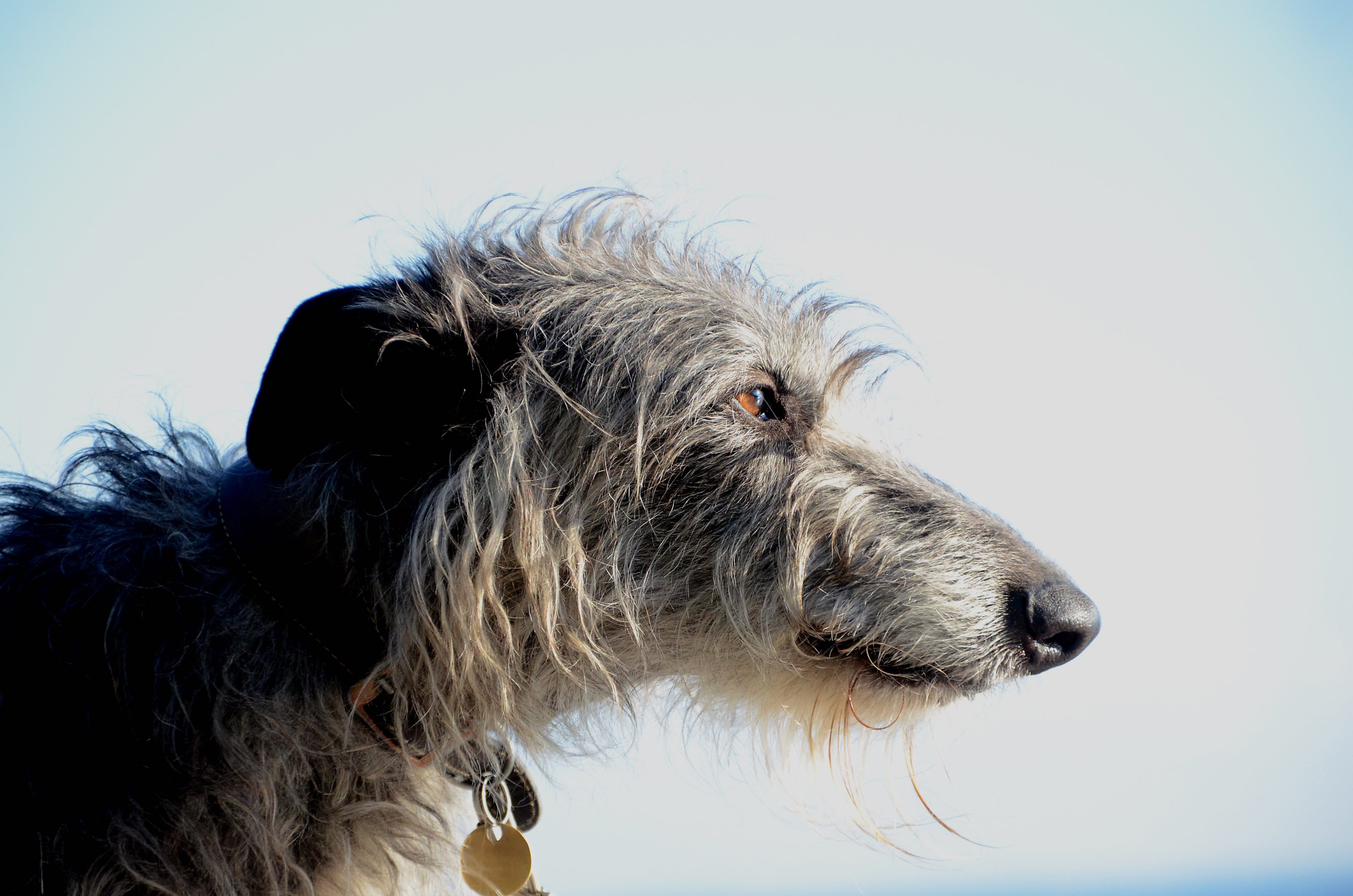 close-up portrait of a scottish deerhound head