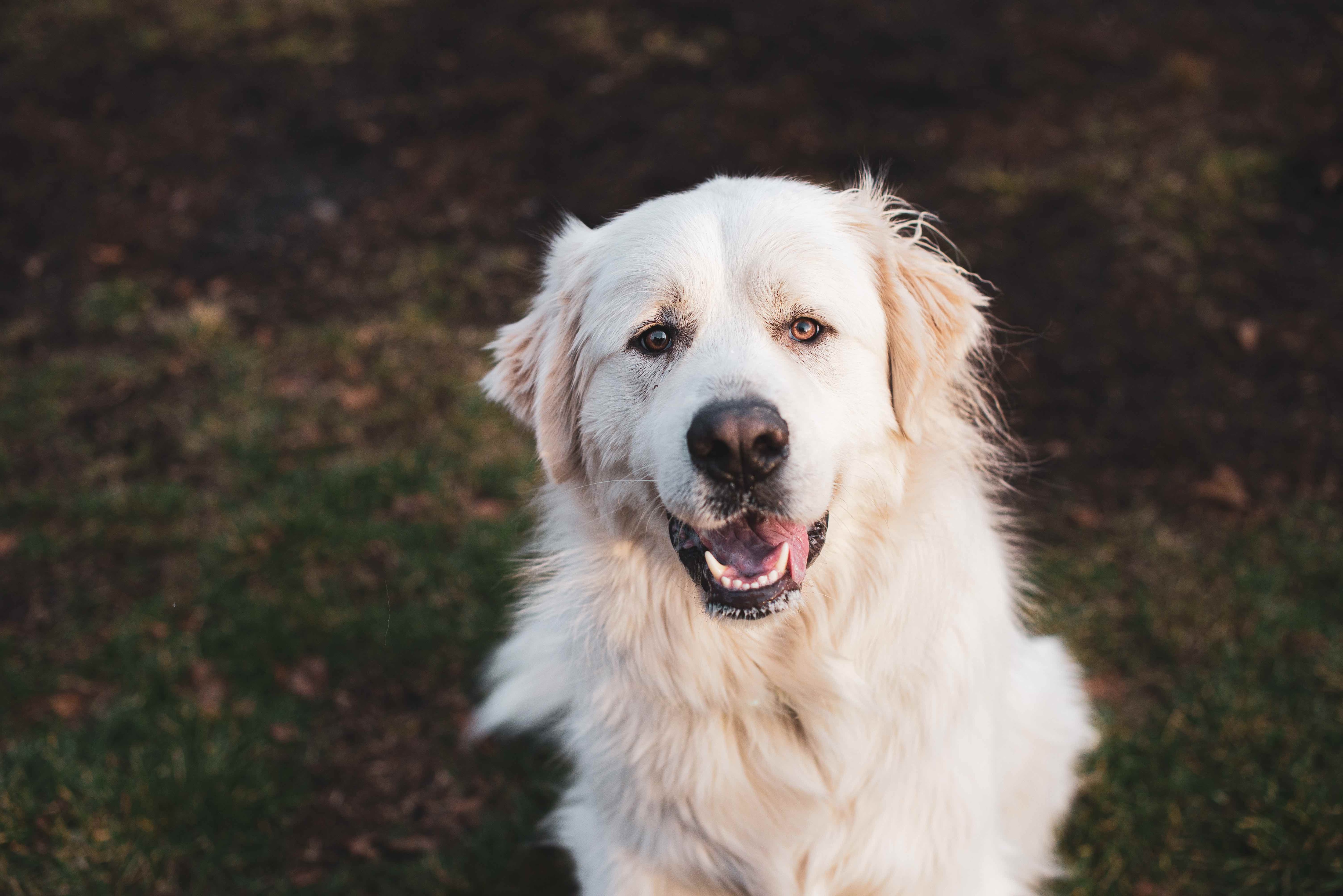 close up of a big white great pyrenees dog