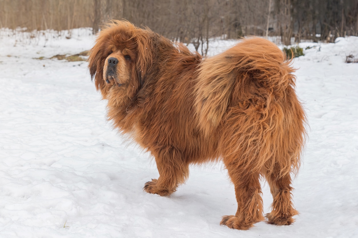 red tibetan mastiff standing out in the snow with fur blowing in the wind