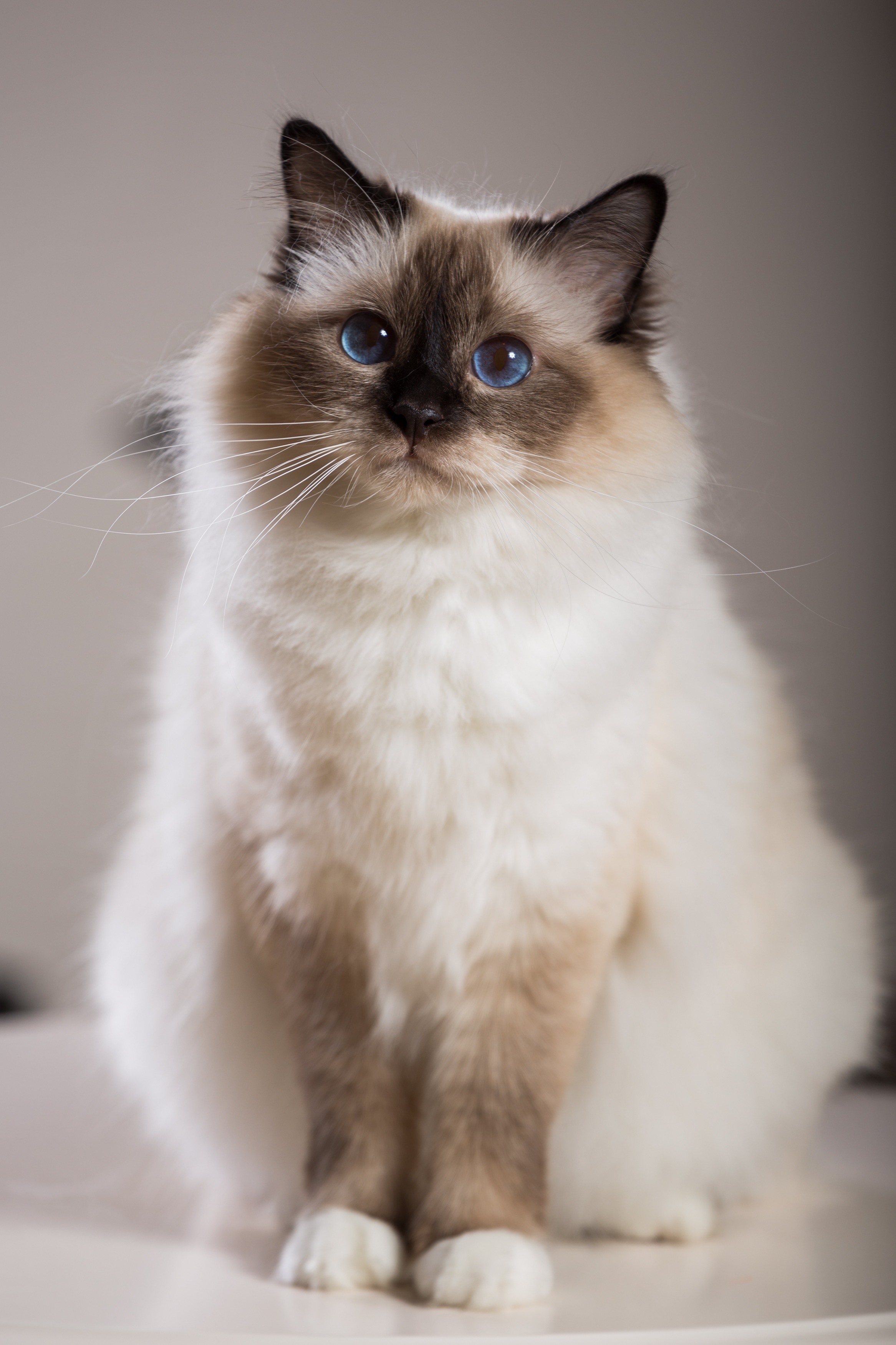 Birman Cat Breed Health and Care PetMD