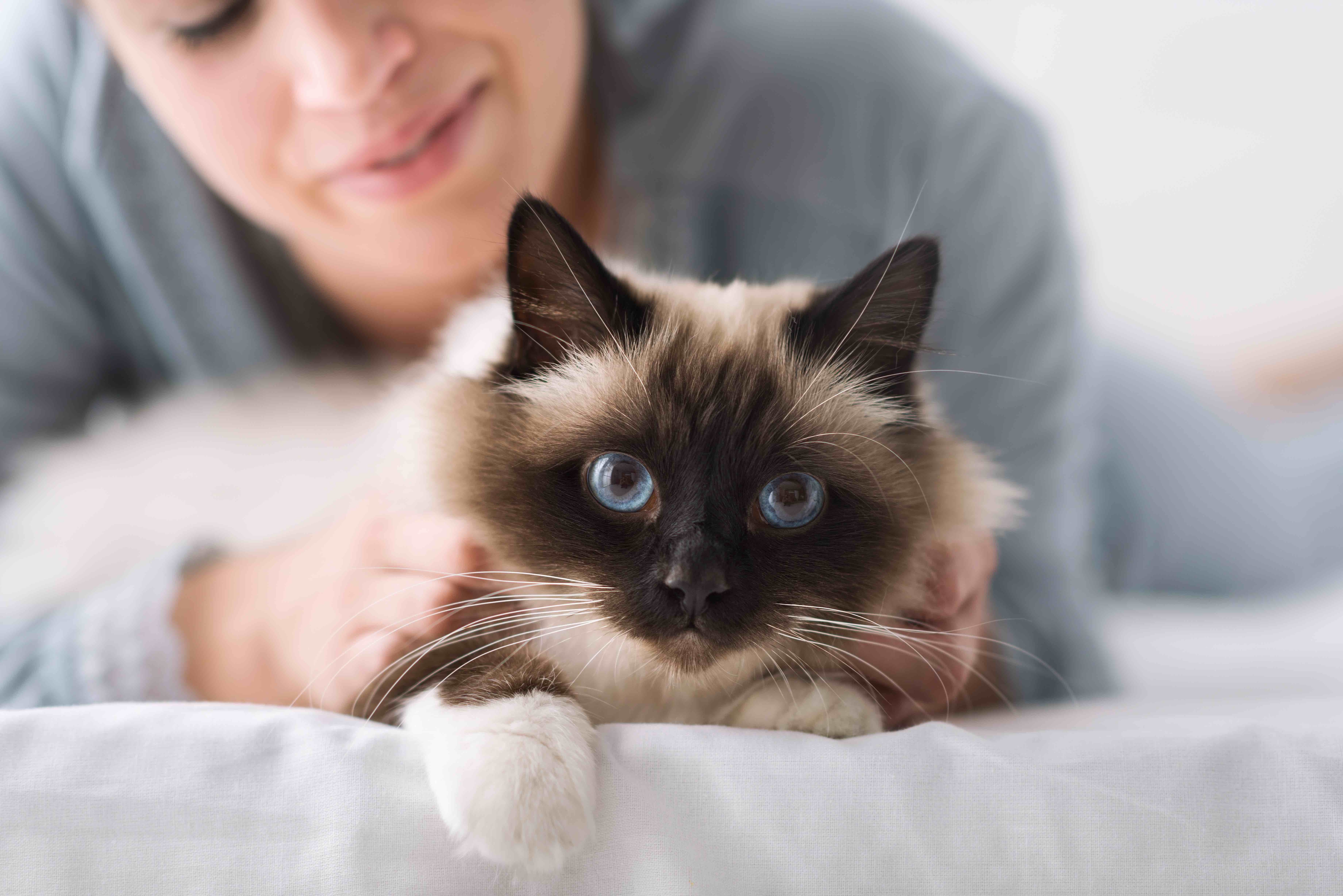 woman petting a birman cat