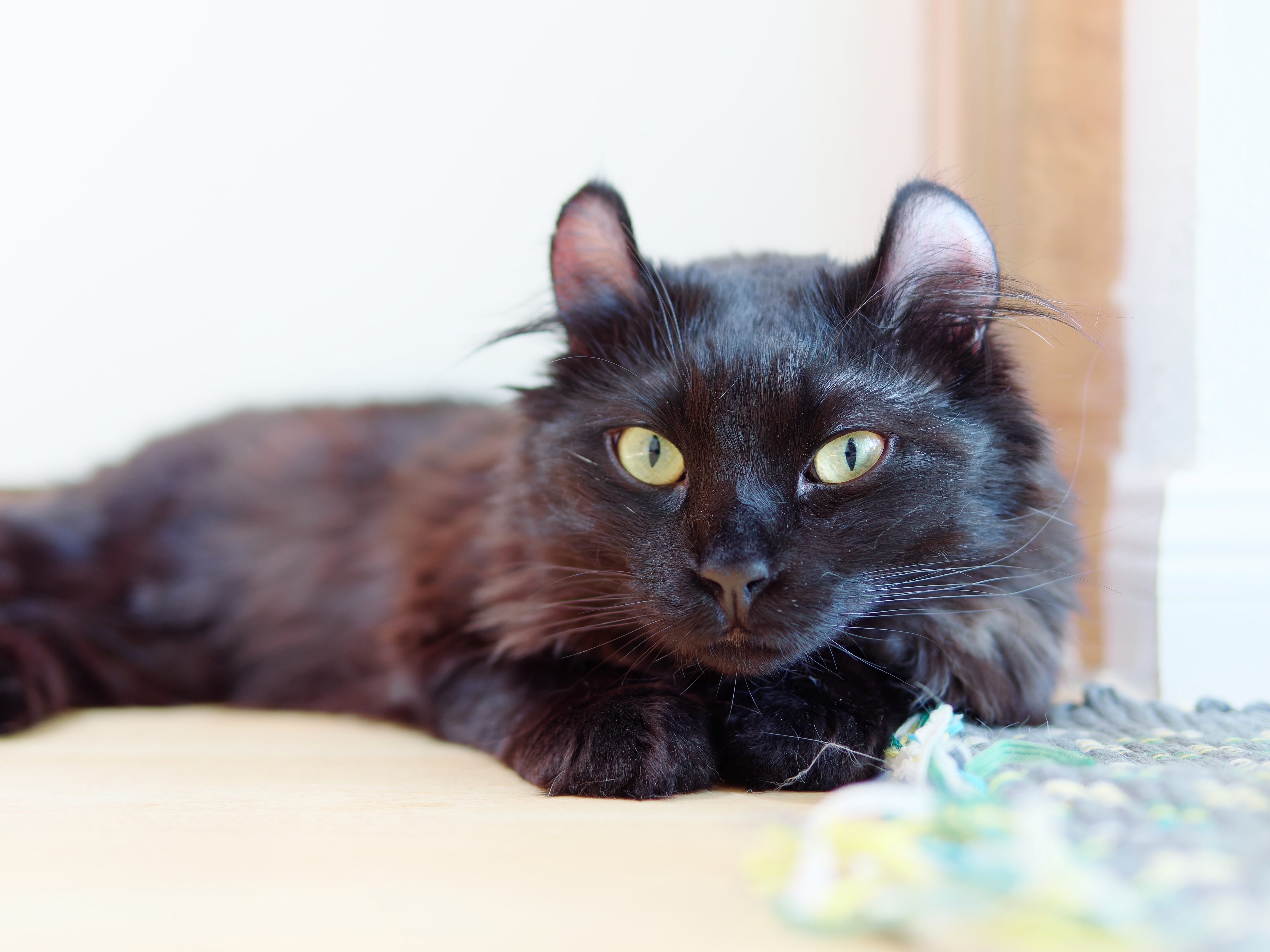 black fluffy american curl cat lying down