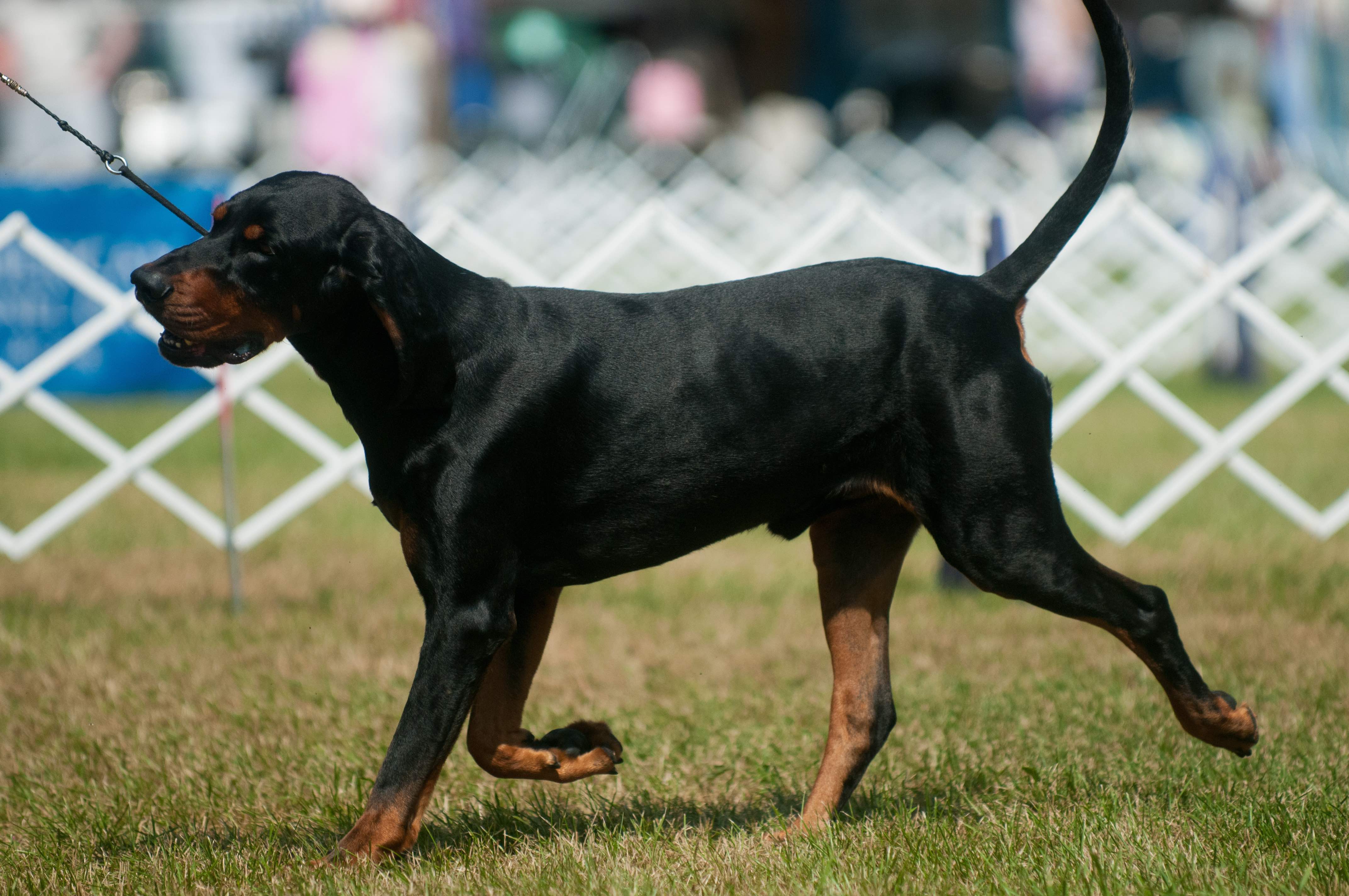 black and tan coonhound in a dog show