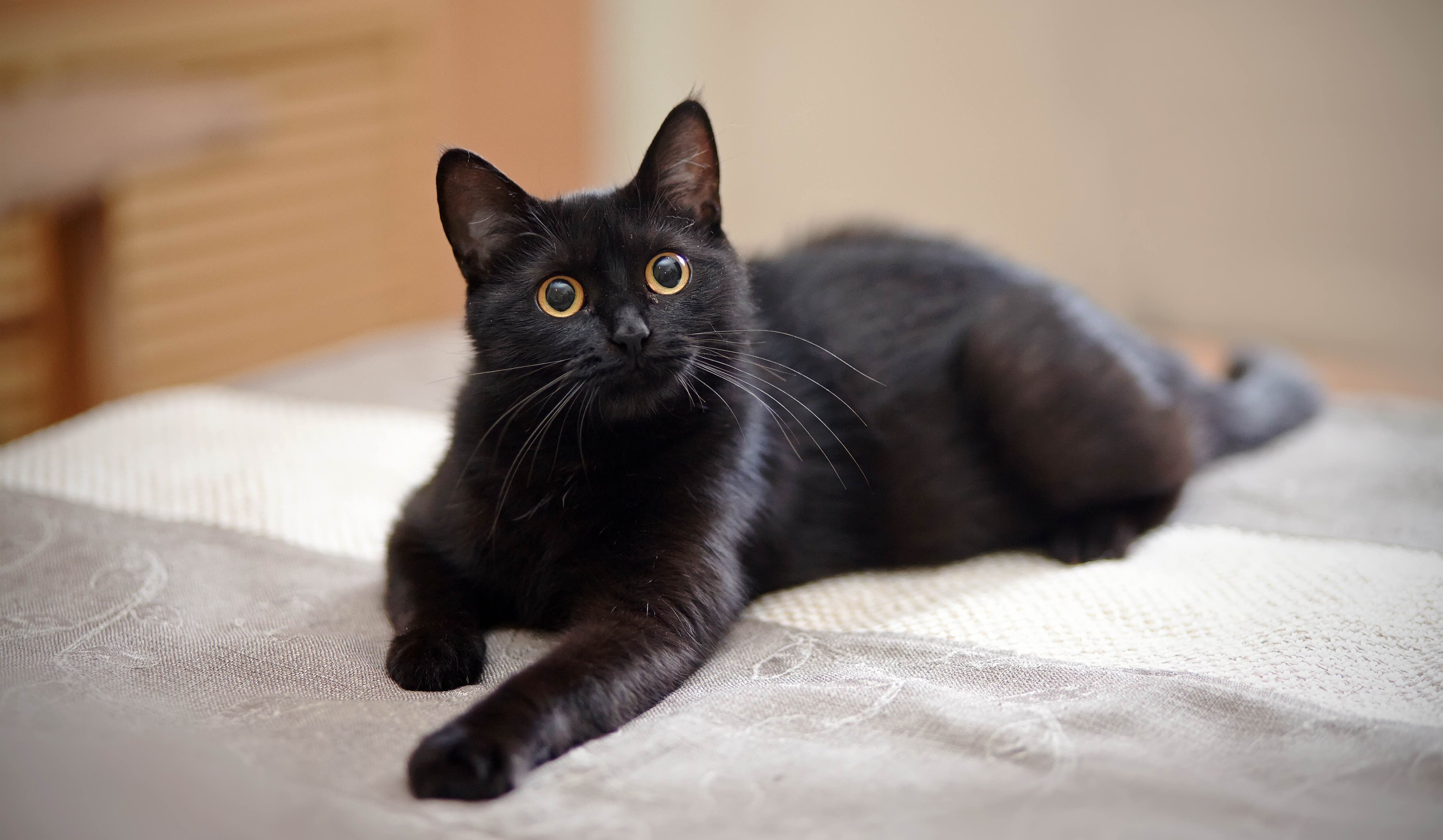 20 Black Cat Breeds PetMD 20 Black Cat Breeds PetMD