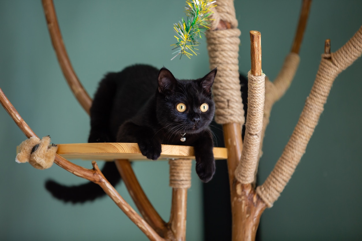 black british shorthair with golden eyes playing on a cat tree