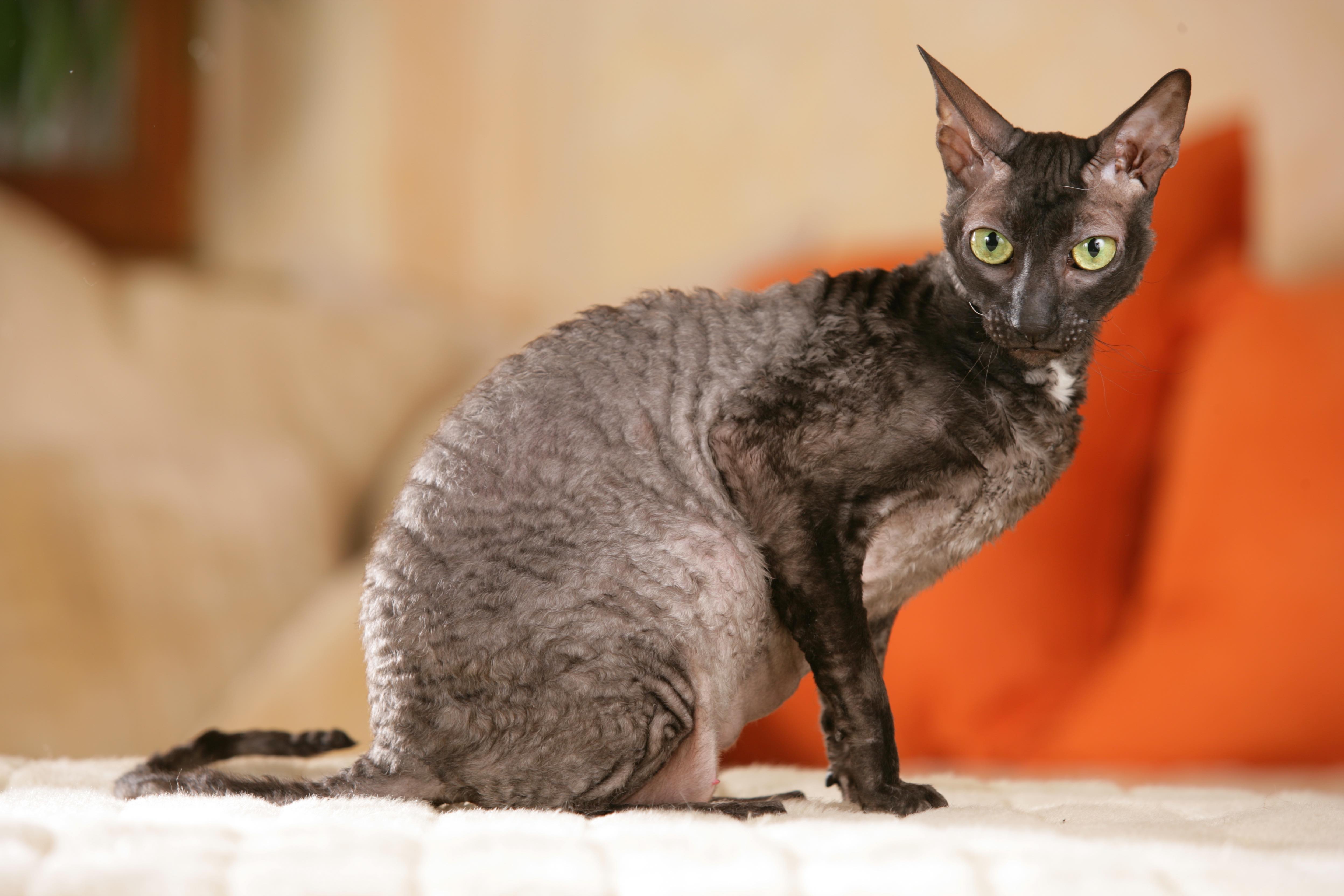 side photo of a black cornish rex cat sitting