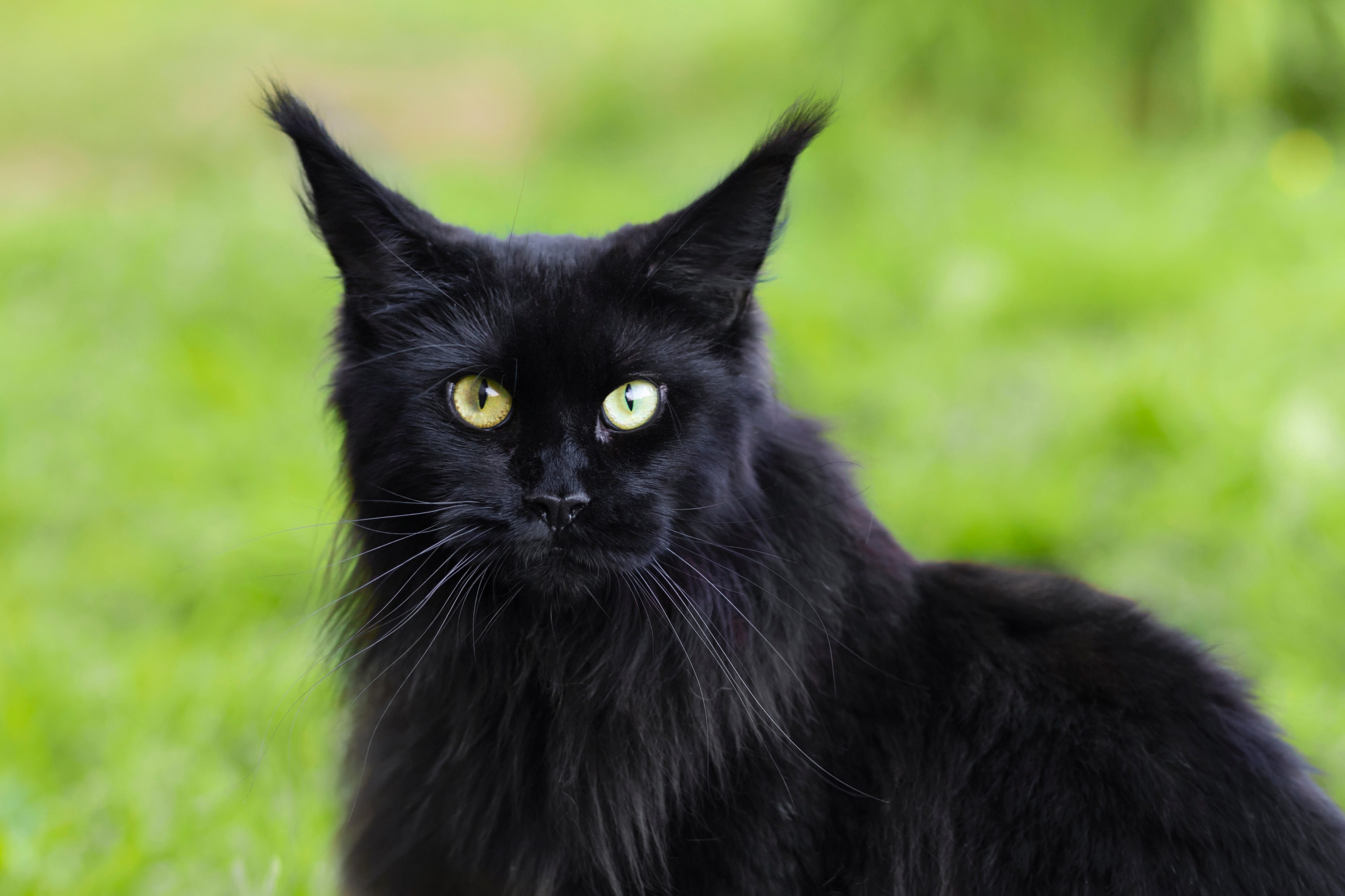 Big fluffy black store cat