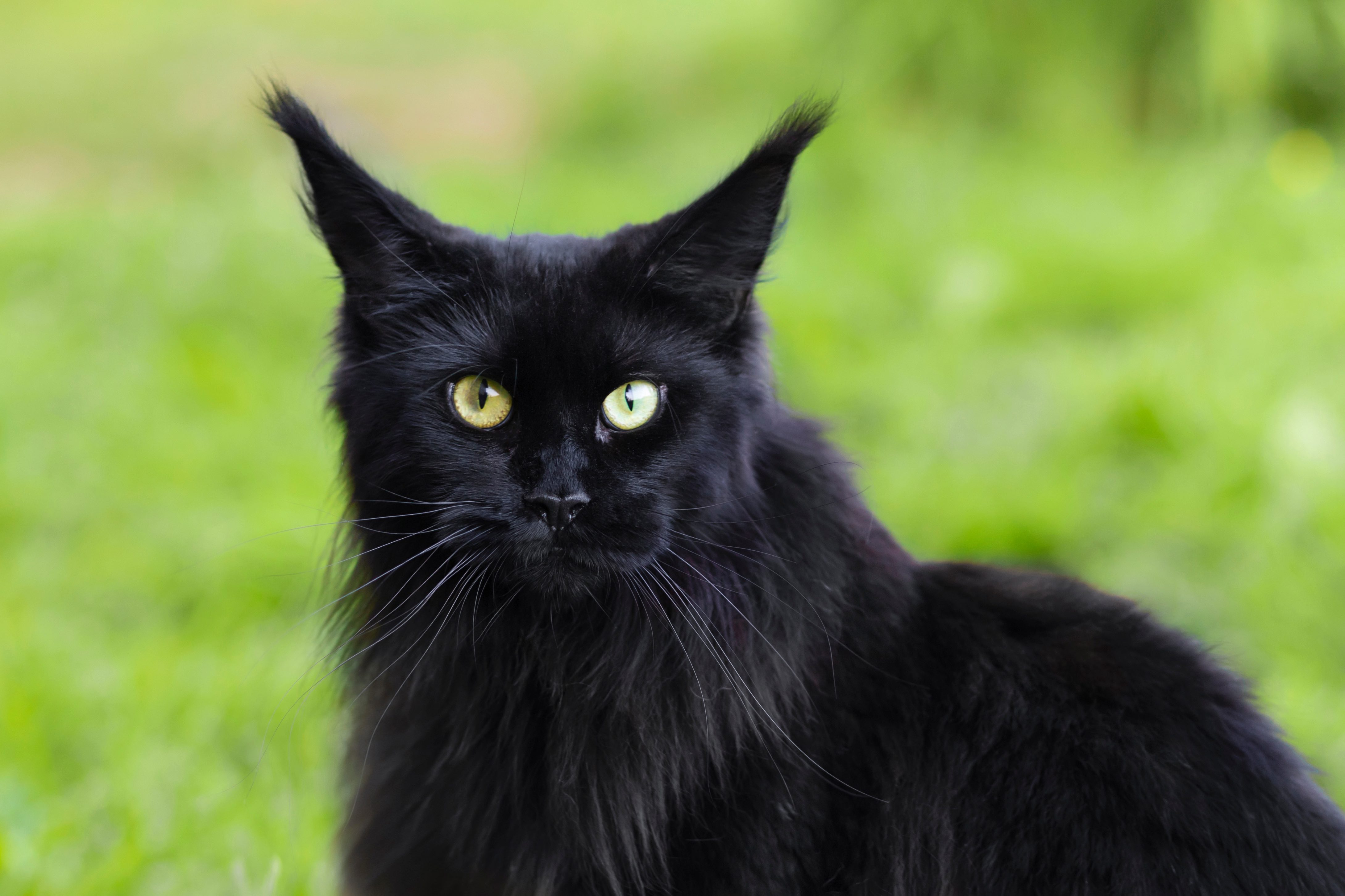 fluffy black maine coon cat with striking green eyes