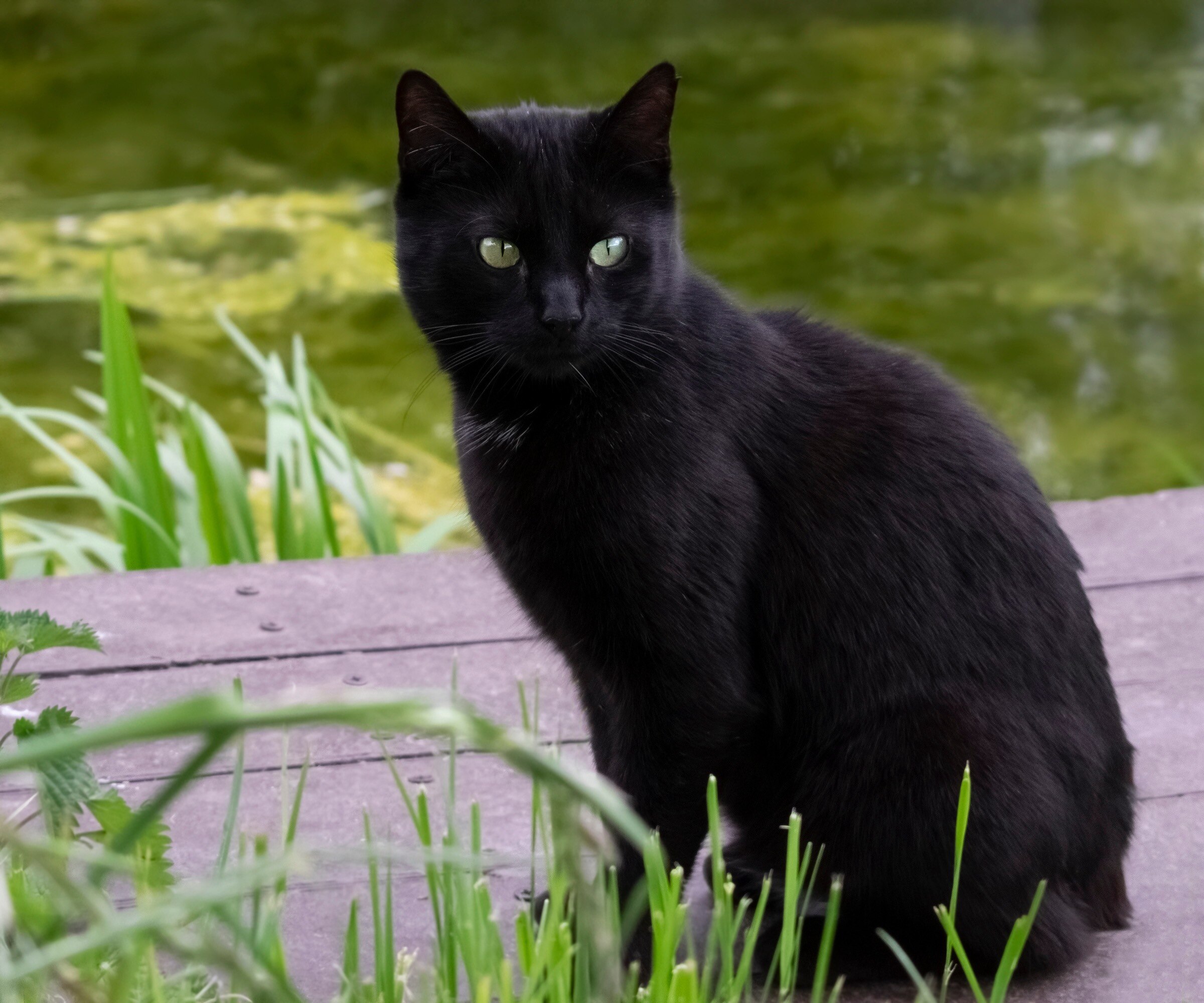 Chatons Noirs Aux Yeux Dor s Chatons Noirs Aux Yeux Dor s