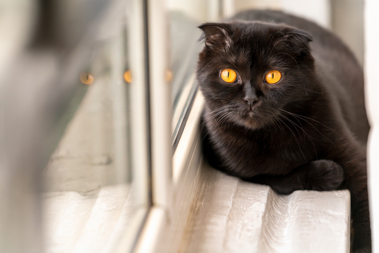 black scottish fold cat with yellow eyes sitting on a windowsill