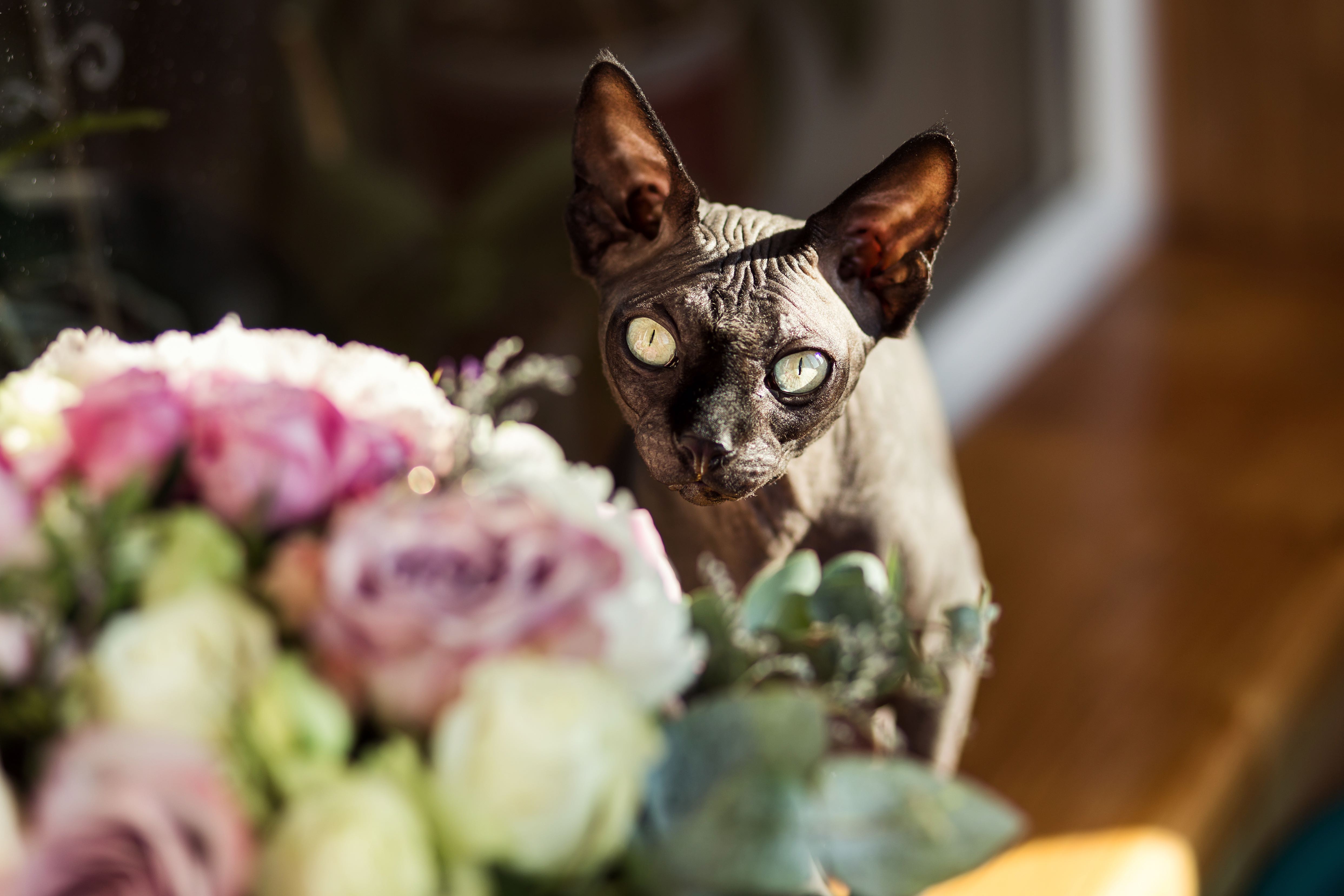 black sphynx cat looking at a vase of flowers