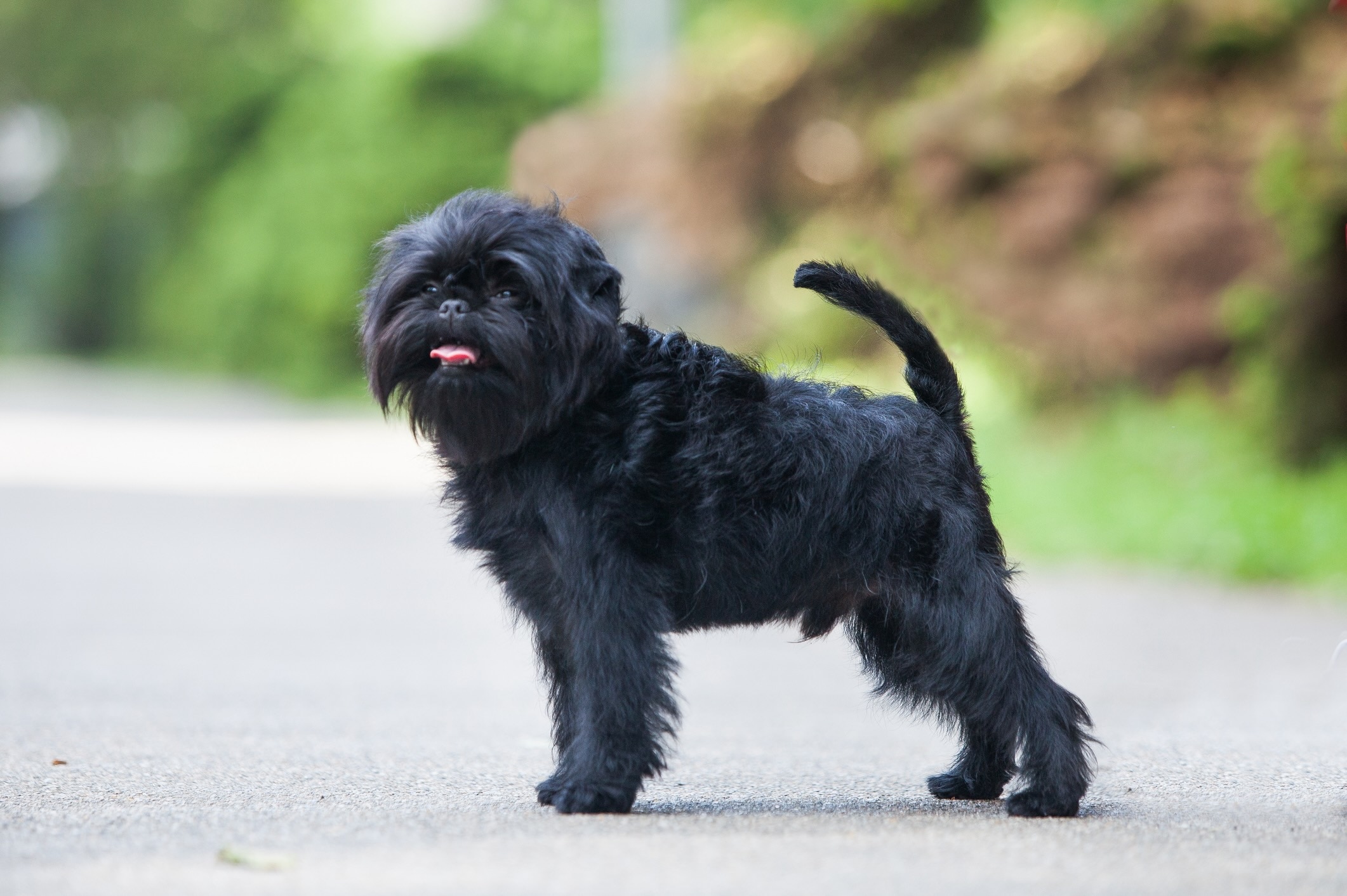 small affenpinscher dog standing to the side with his tongue out