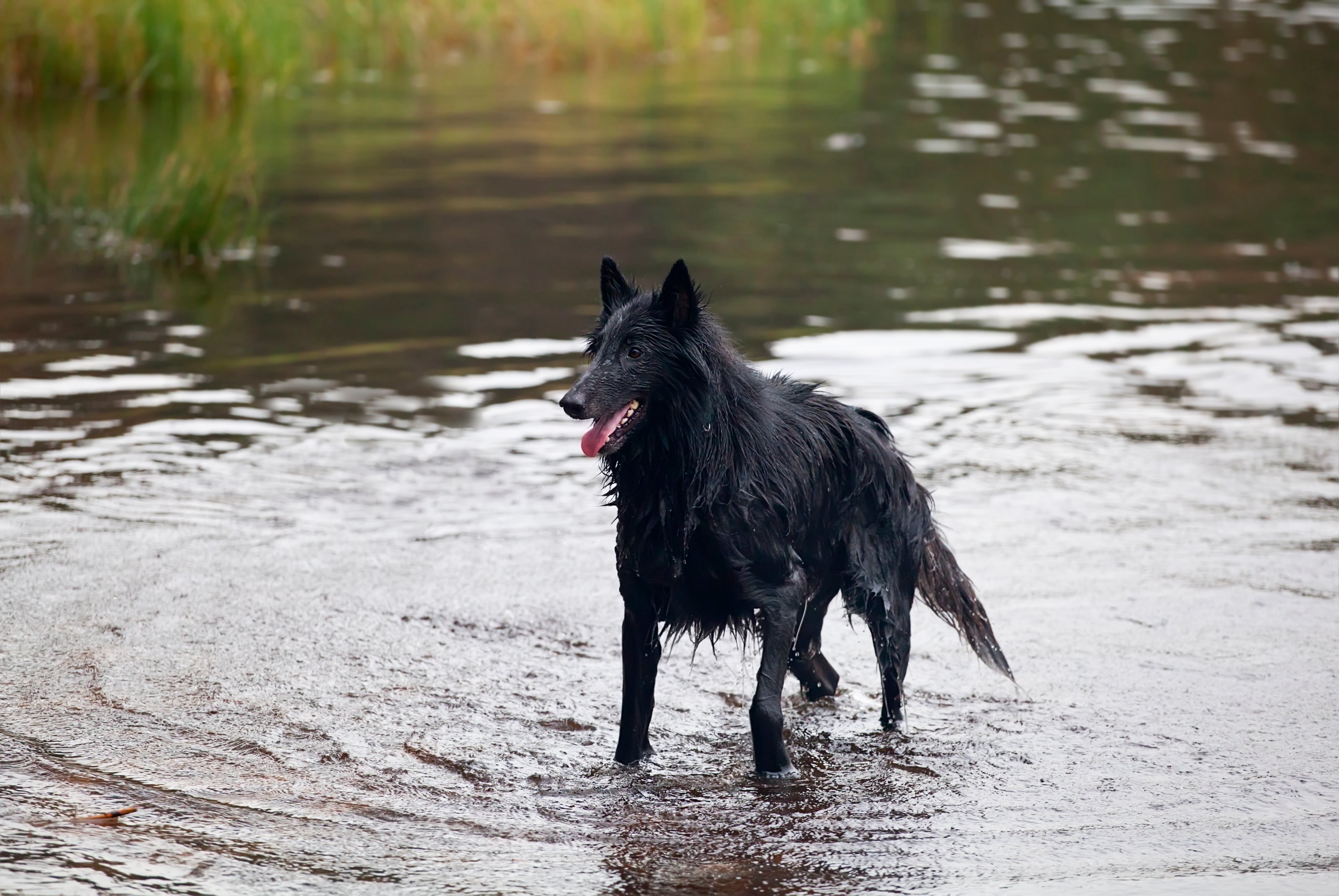 black belgian sheepdog walking through water