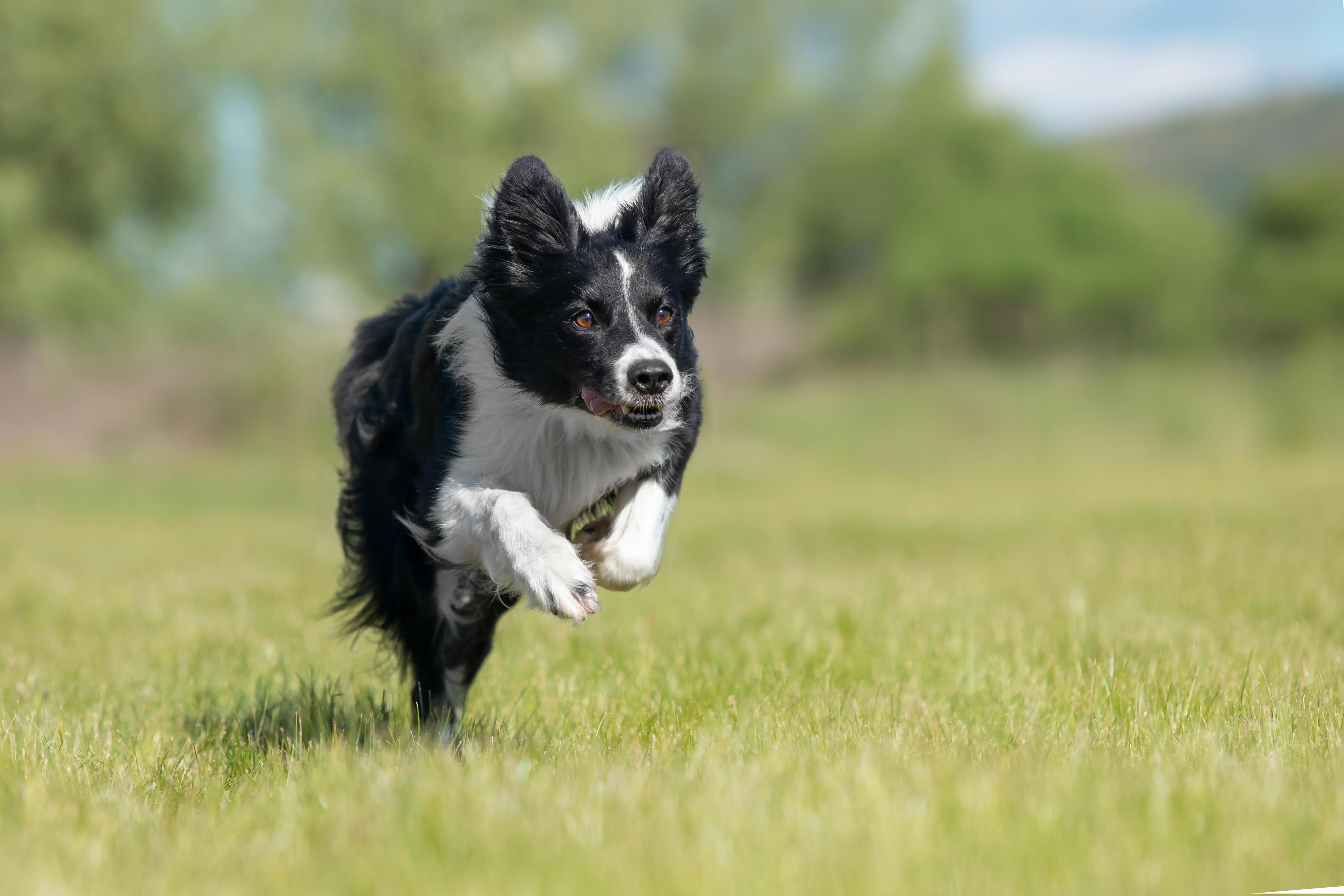 black and white border collie running through grass