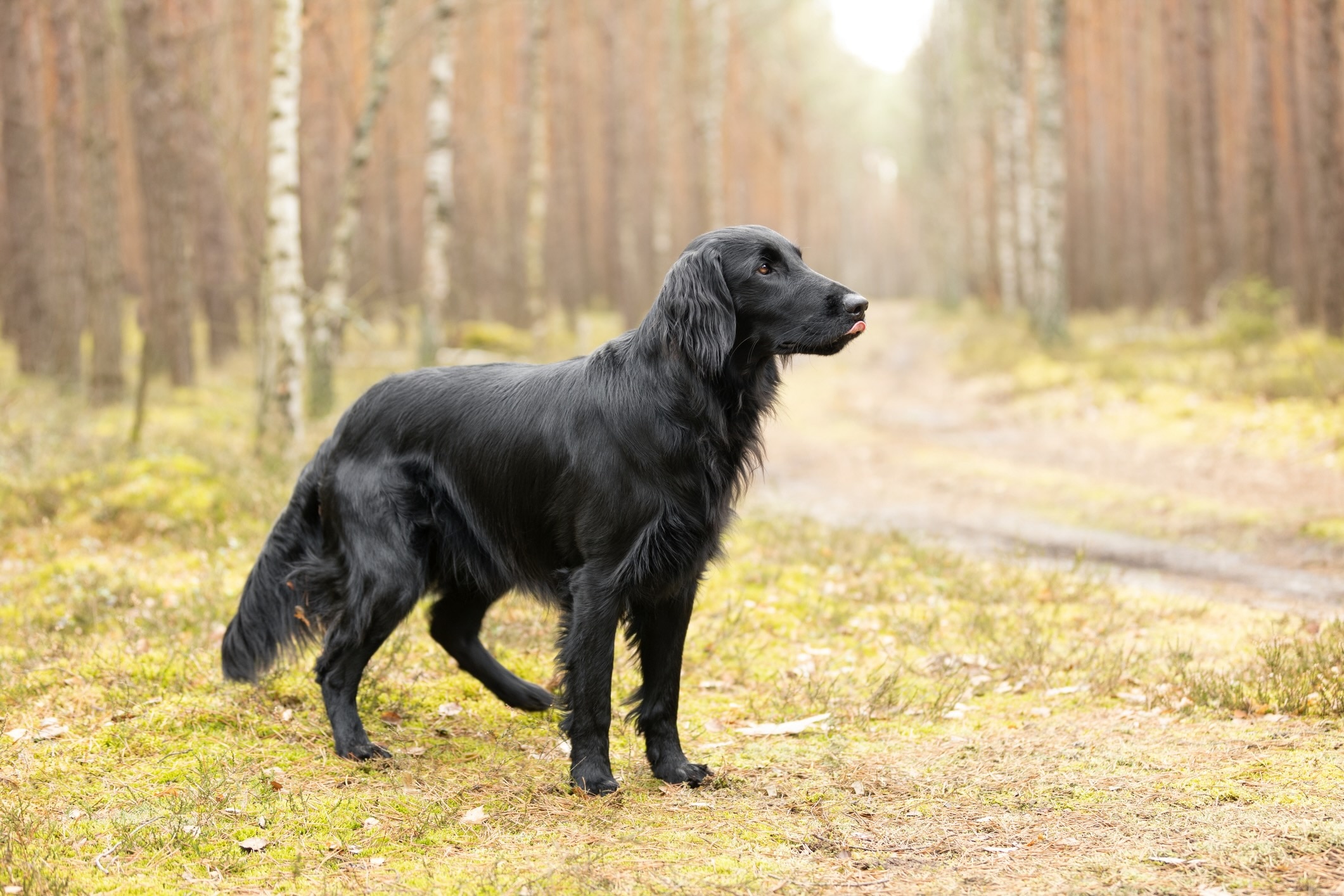 black flat-coated retriever standing on a hiking trail