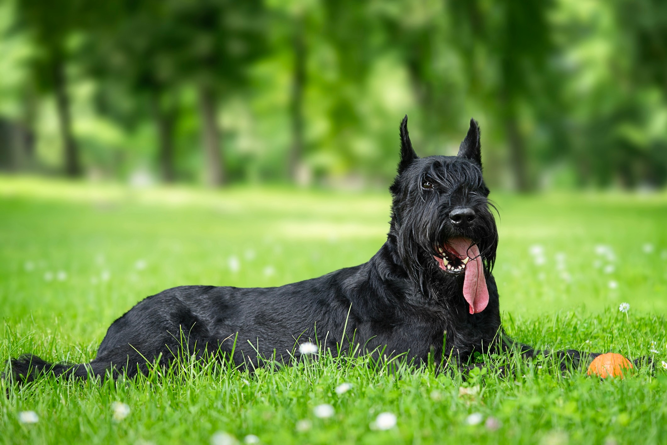 giant schnauzer lying in tall grass with his tongue hanging out