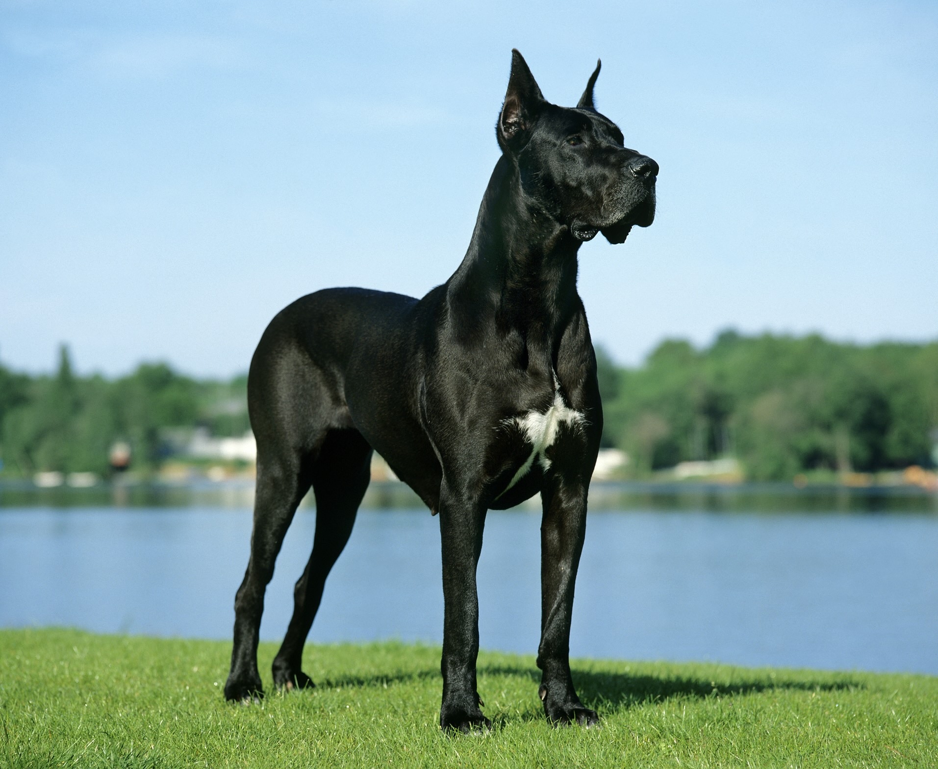 black great dane with a white spot on his chest standing tall