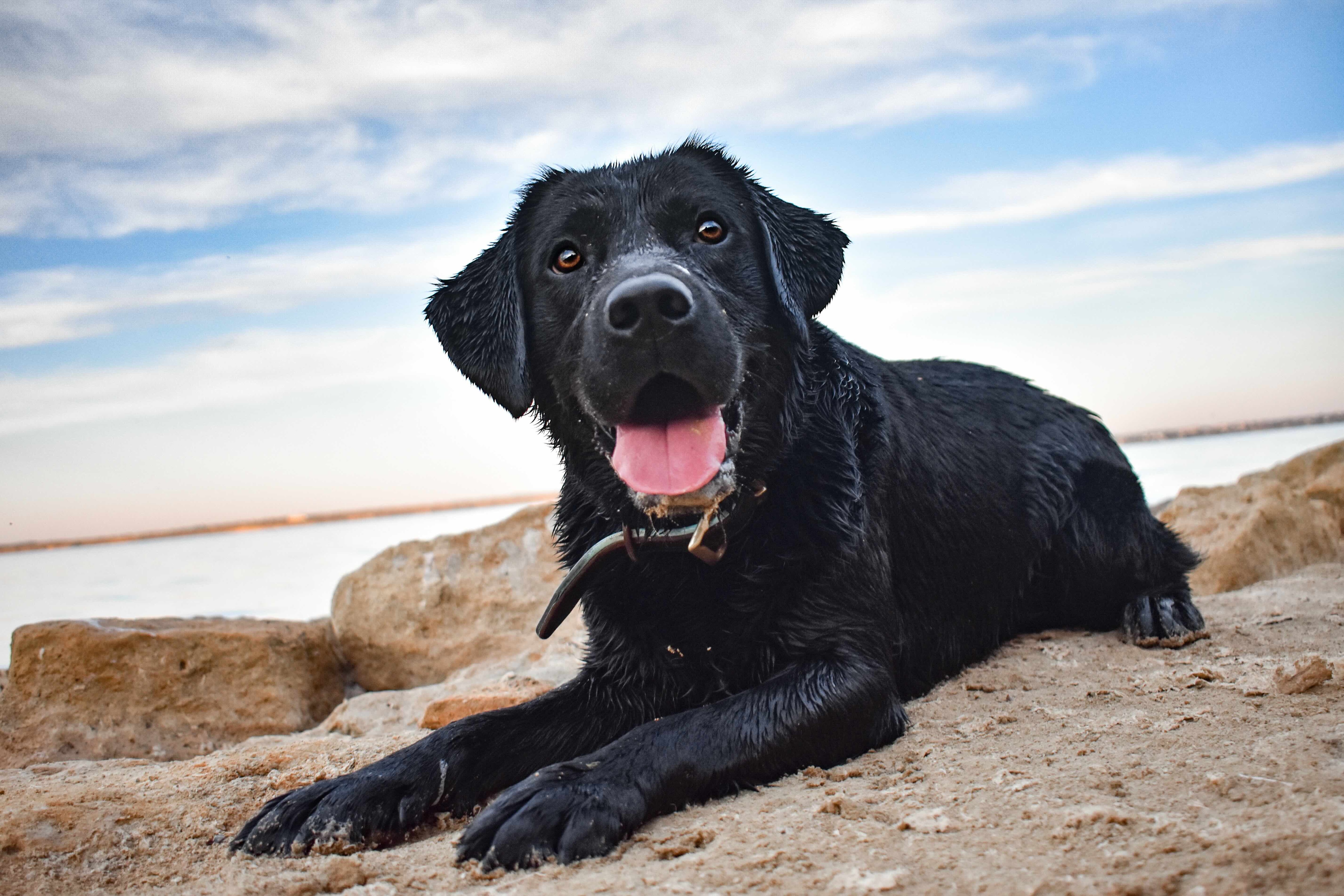 wet black labrador retriever lying on the beach