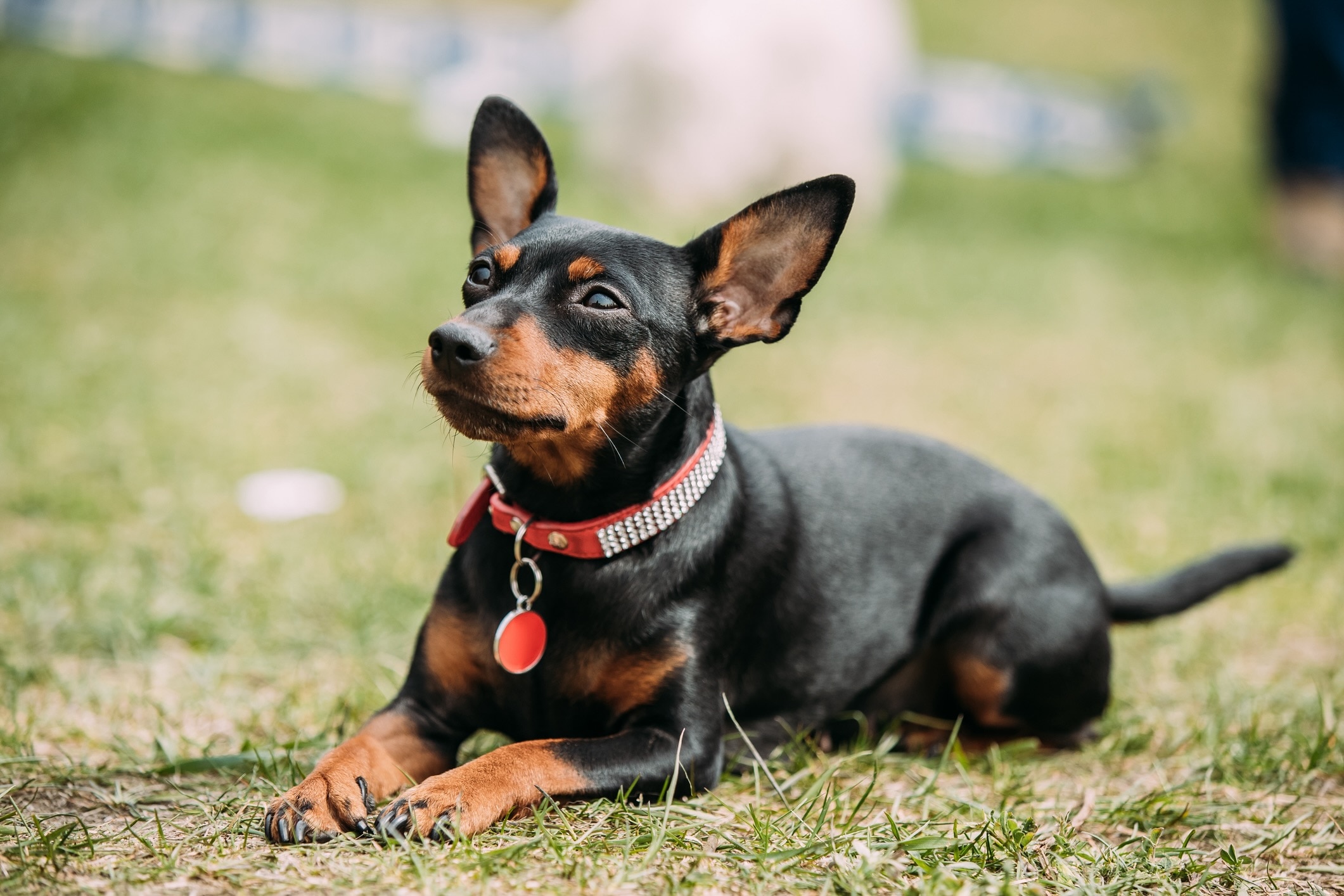 small miniature pinscher wearing a red collar