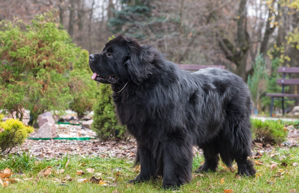 black newfoundland dog standing in a yard in the breeze