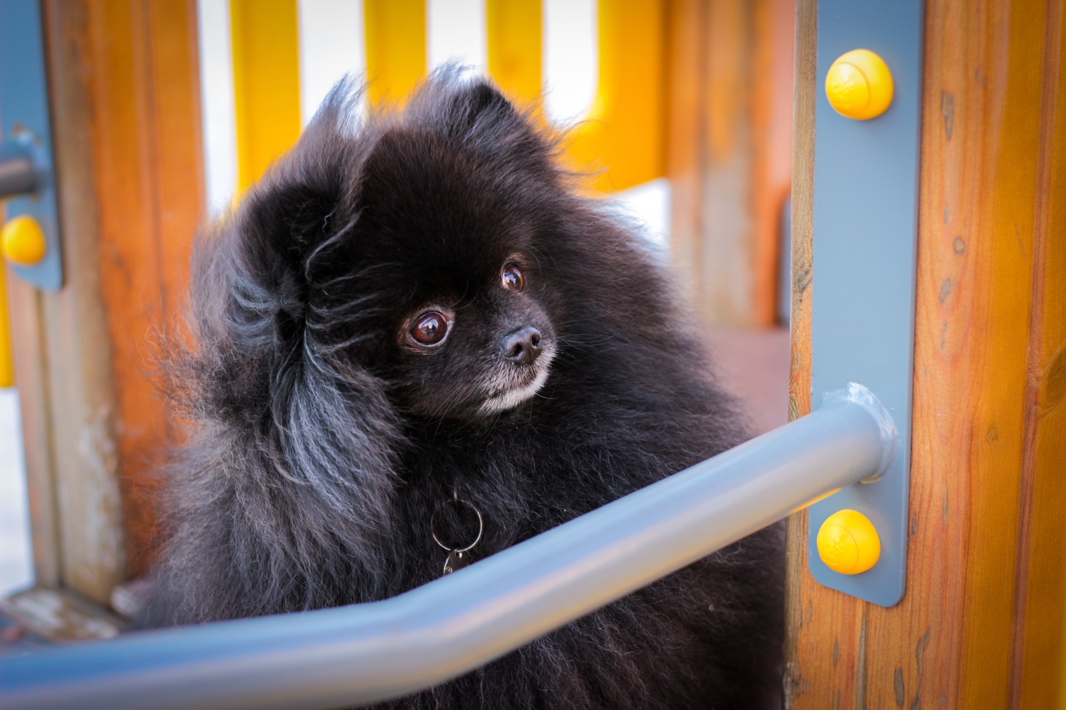 black pomeranian dog with a gray chin