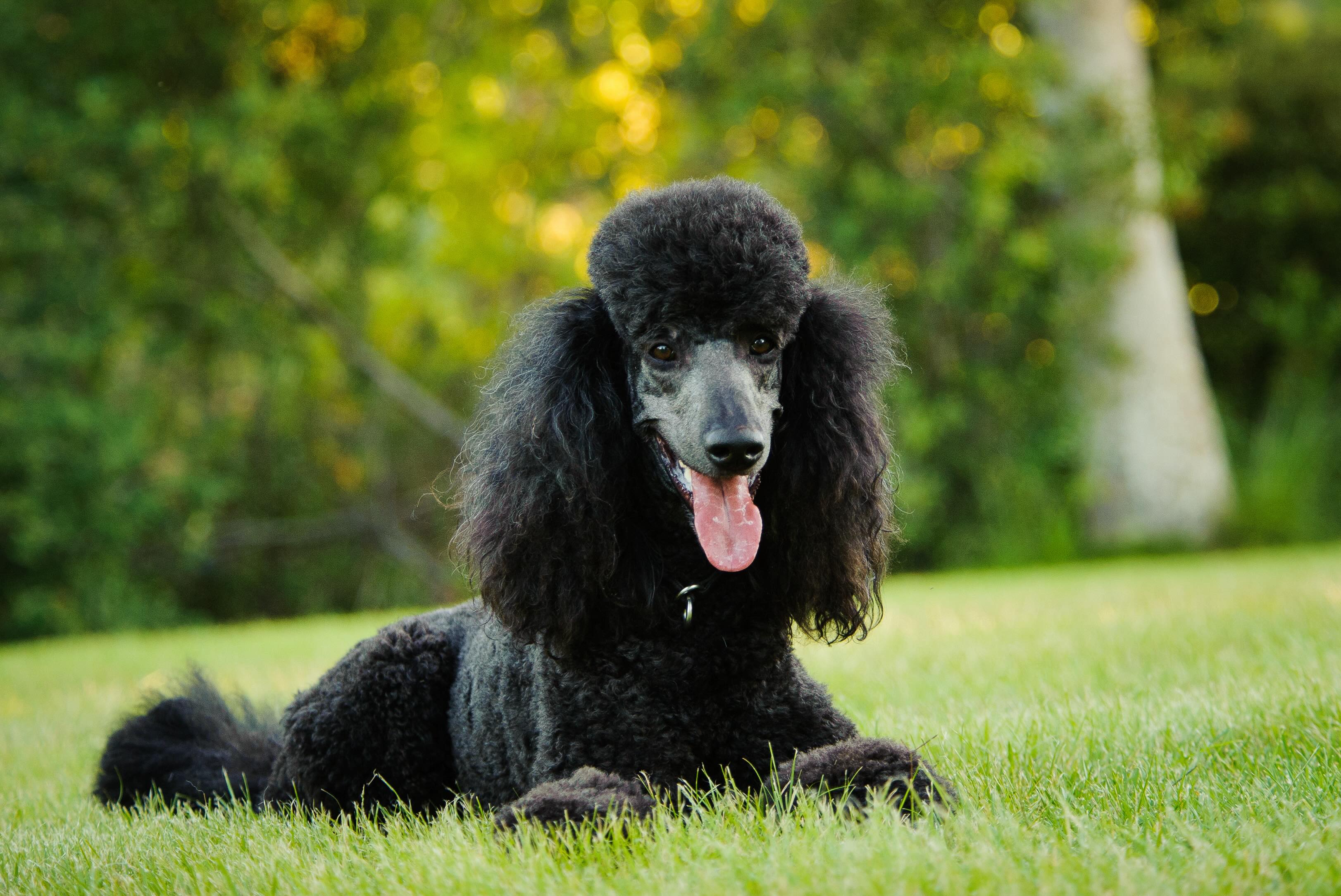 black standard poodle lying down in grass