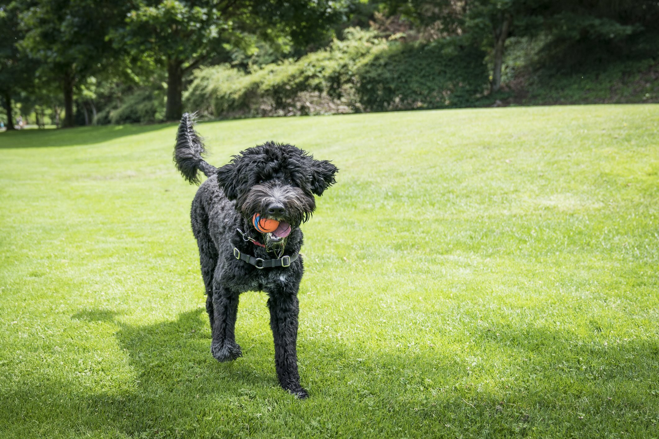 black portuguese water dog standing in grass with a red ball in his mouth