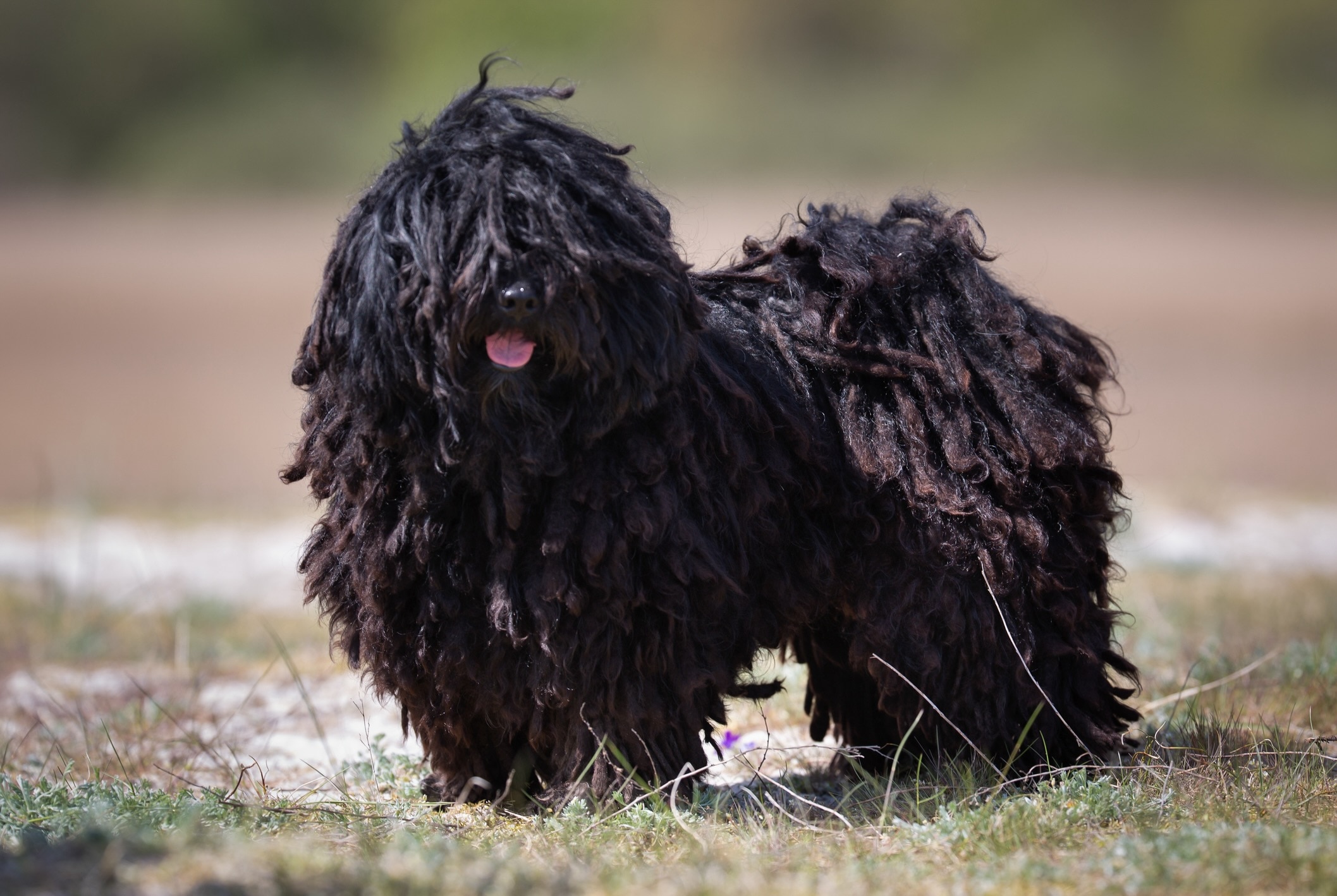 black puli dog standing in shallow focus, tongue out