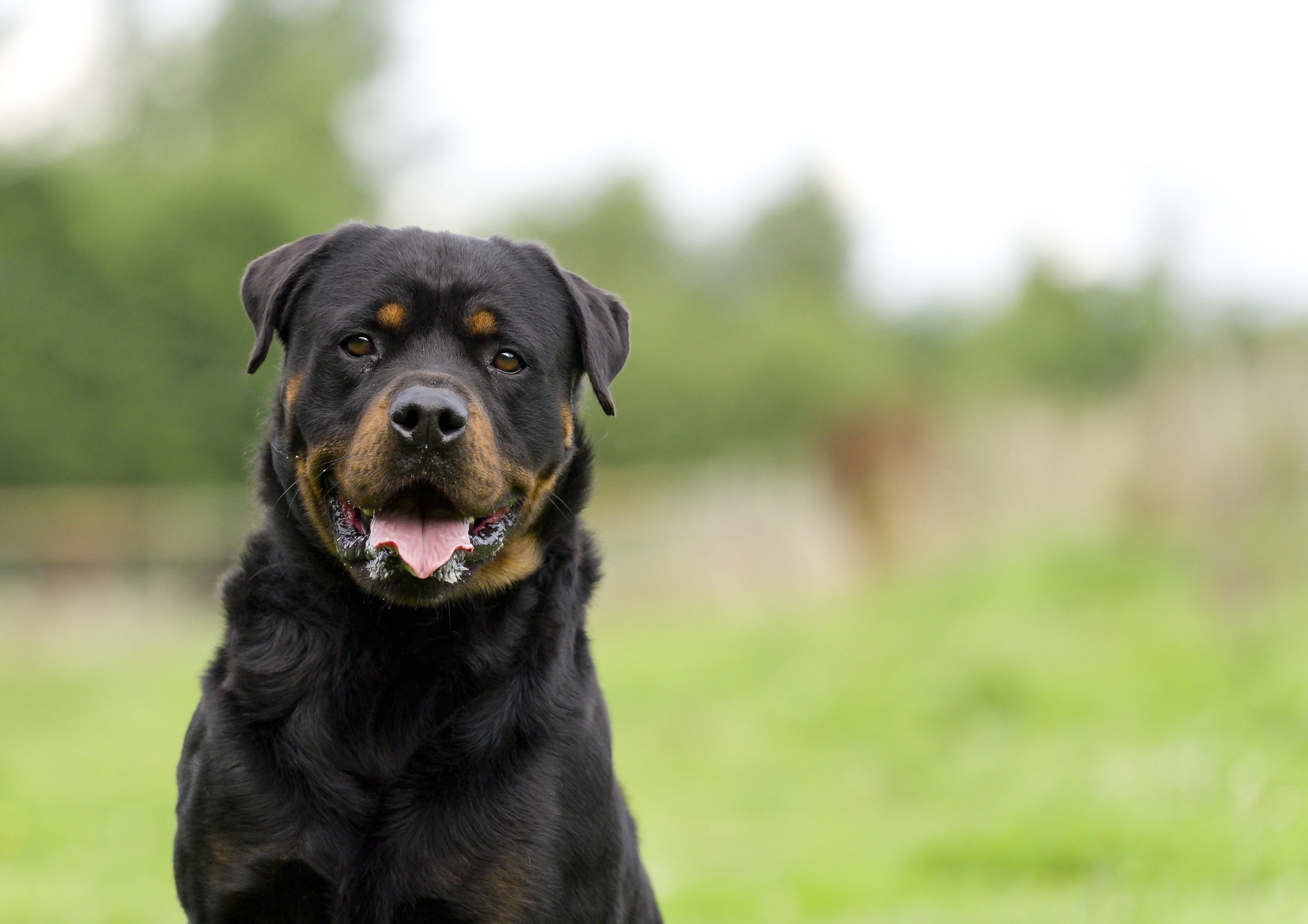 rottweiler sitting in grass and smiling at the camera