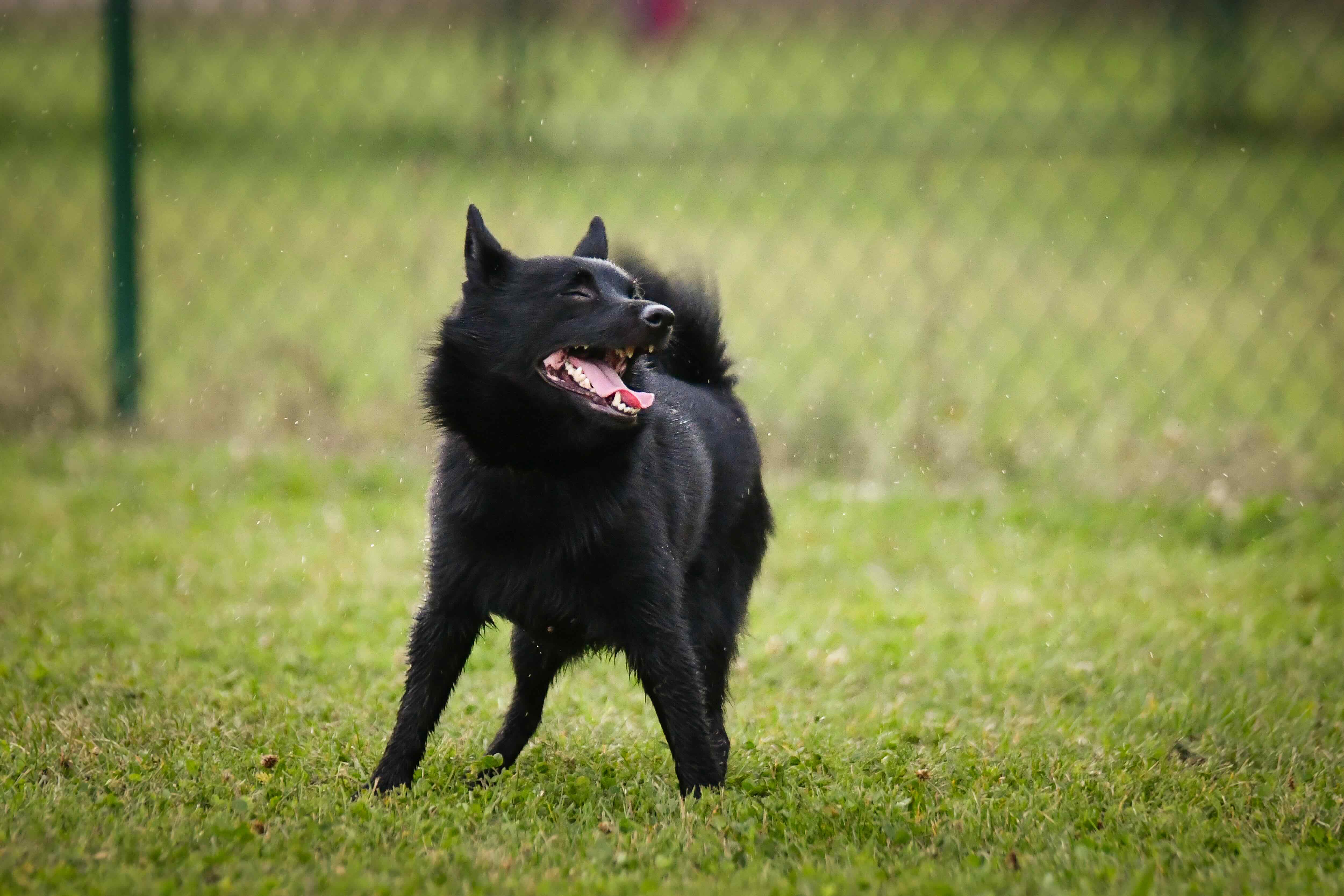 small schipperke dog standing in grass and smiling with his eyes closed