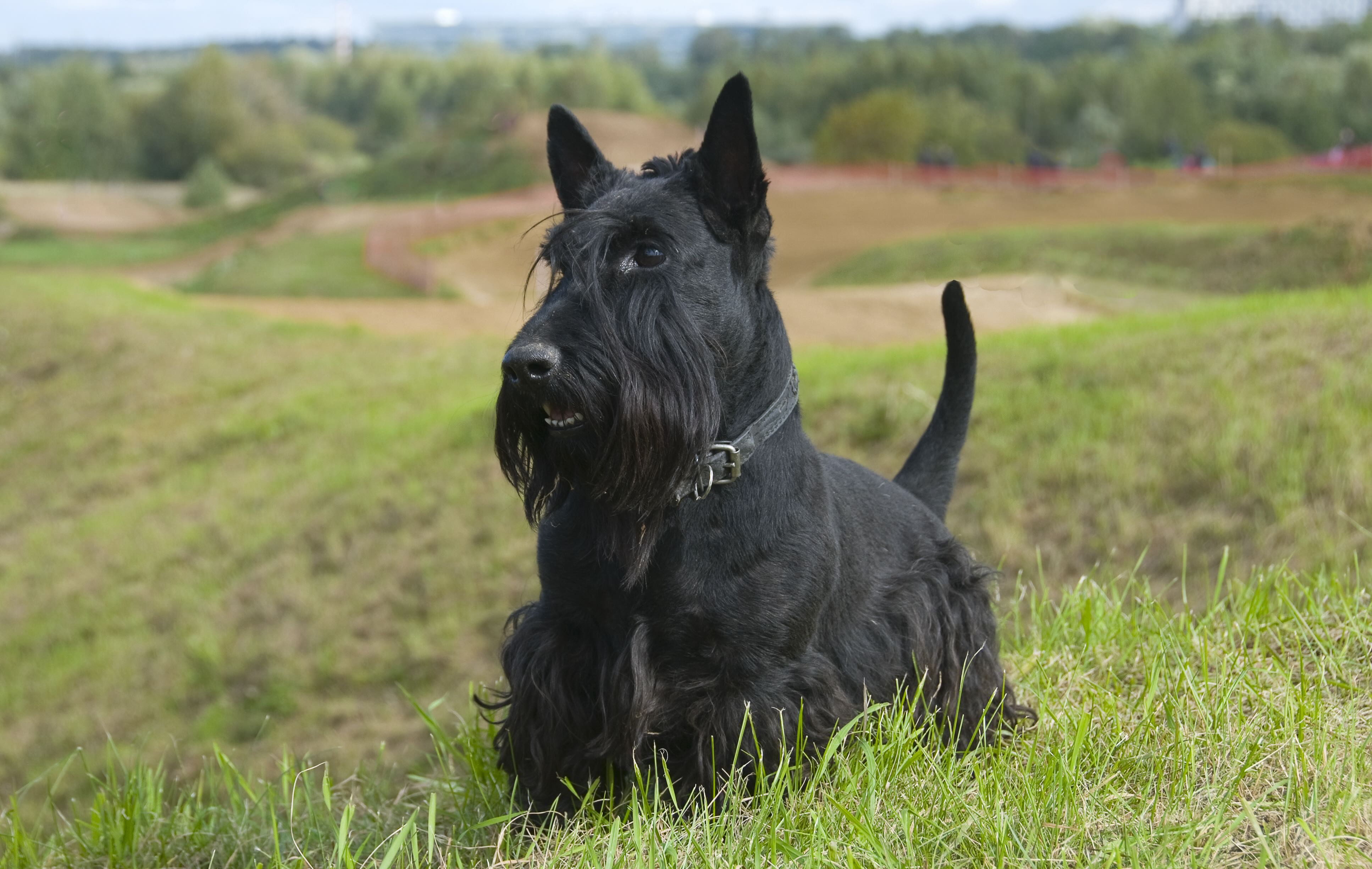 black scottish terrier standing on a hill wearing a black collar