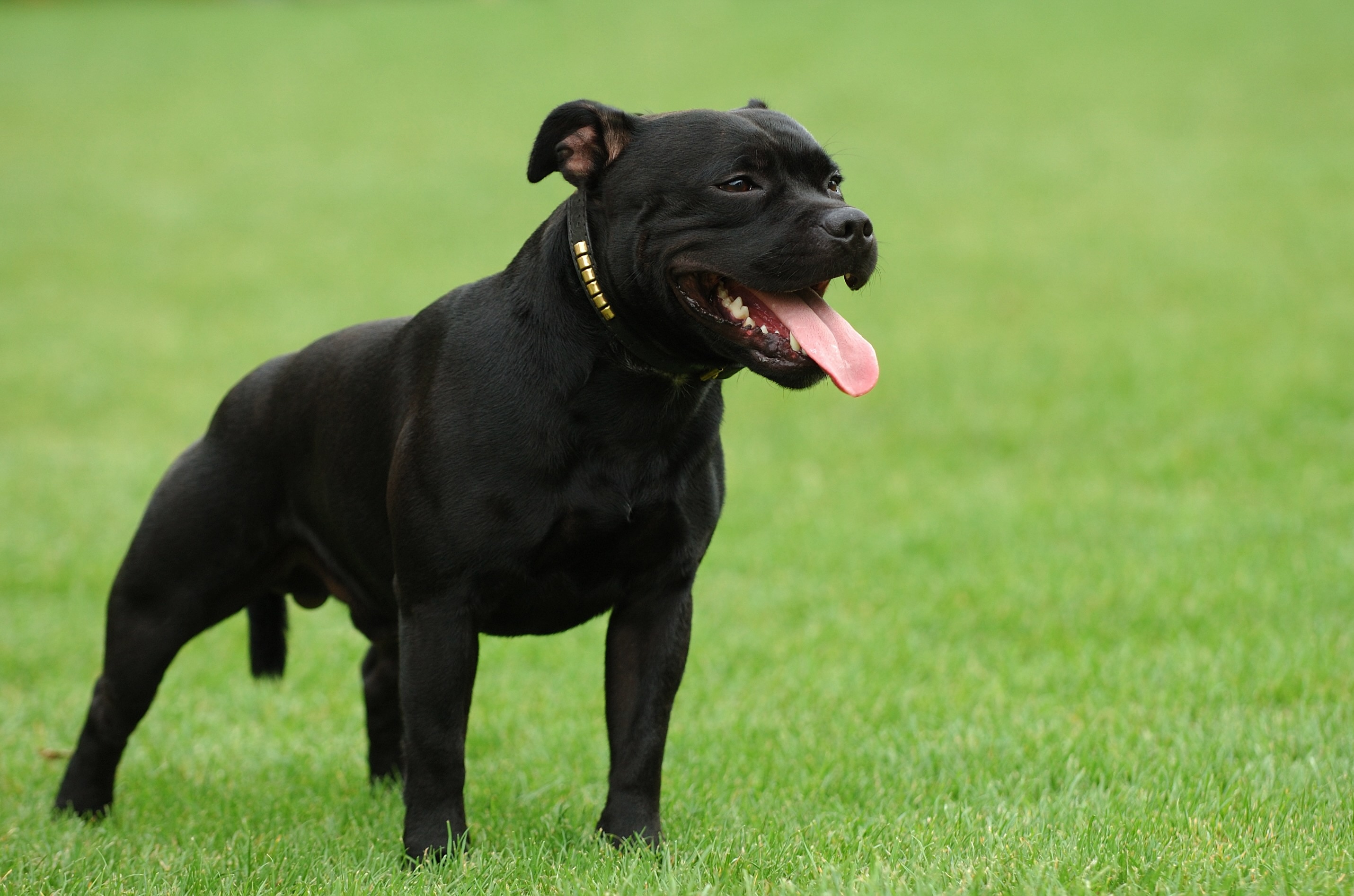 black staffordshire bull terrier standing in grass