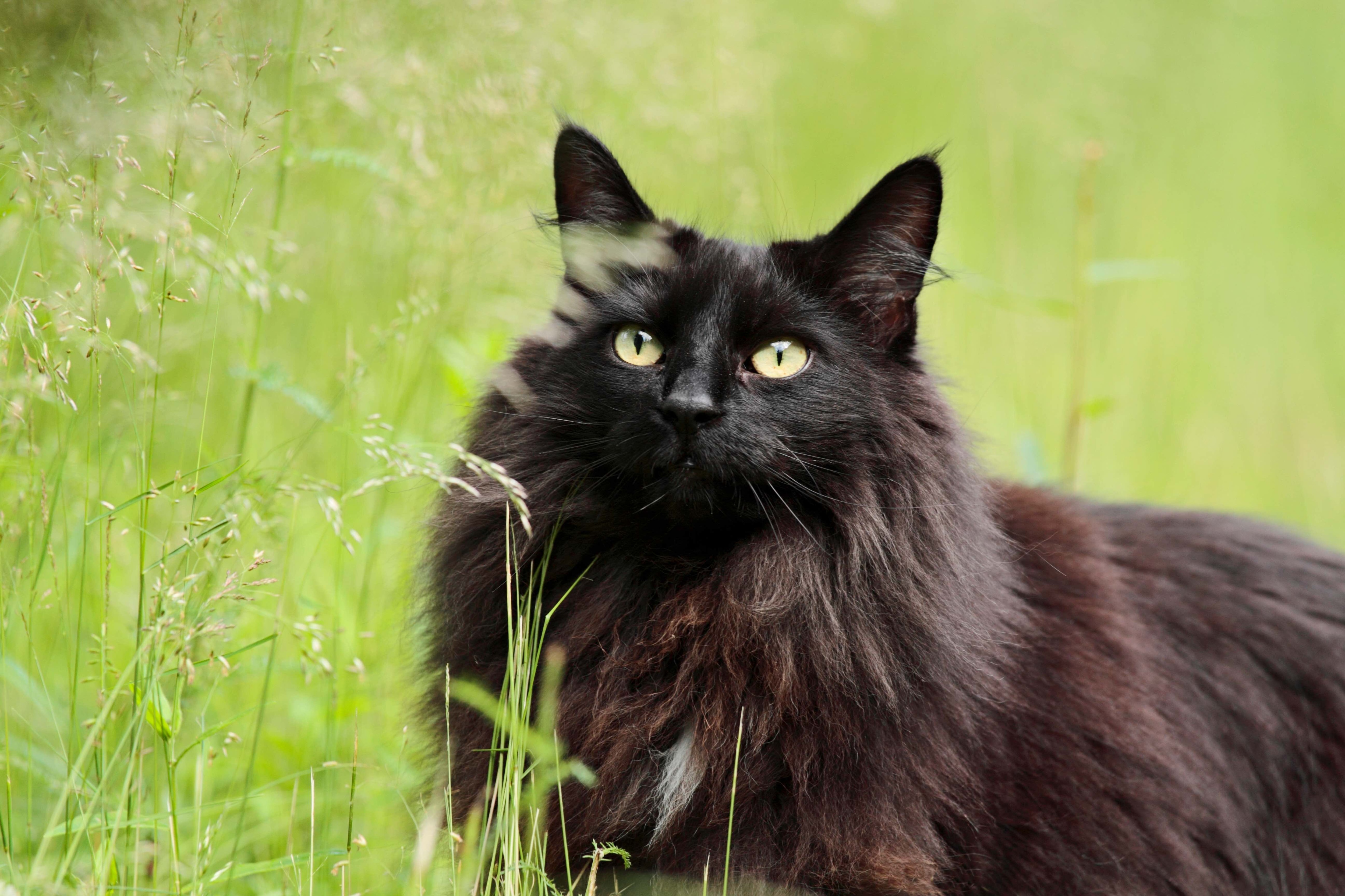 black longhaired cat with green eyes standing in green grass
