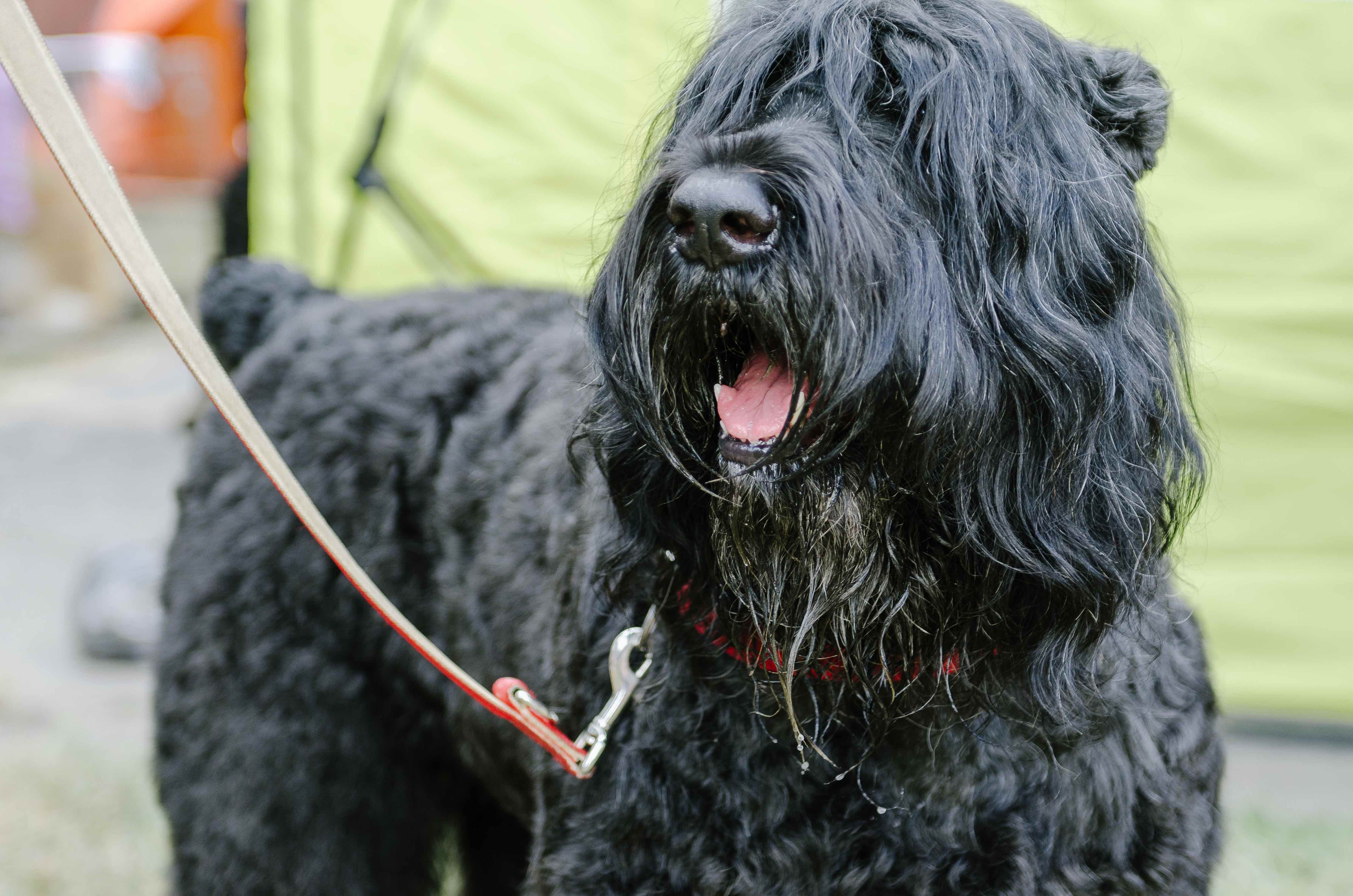 Gros plan d'un terrier russe noir out Sur une promenade 