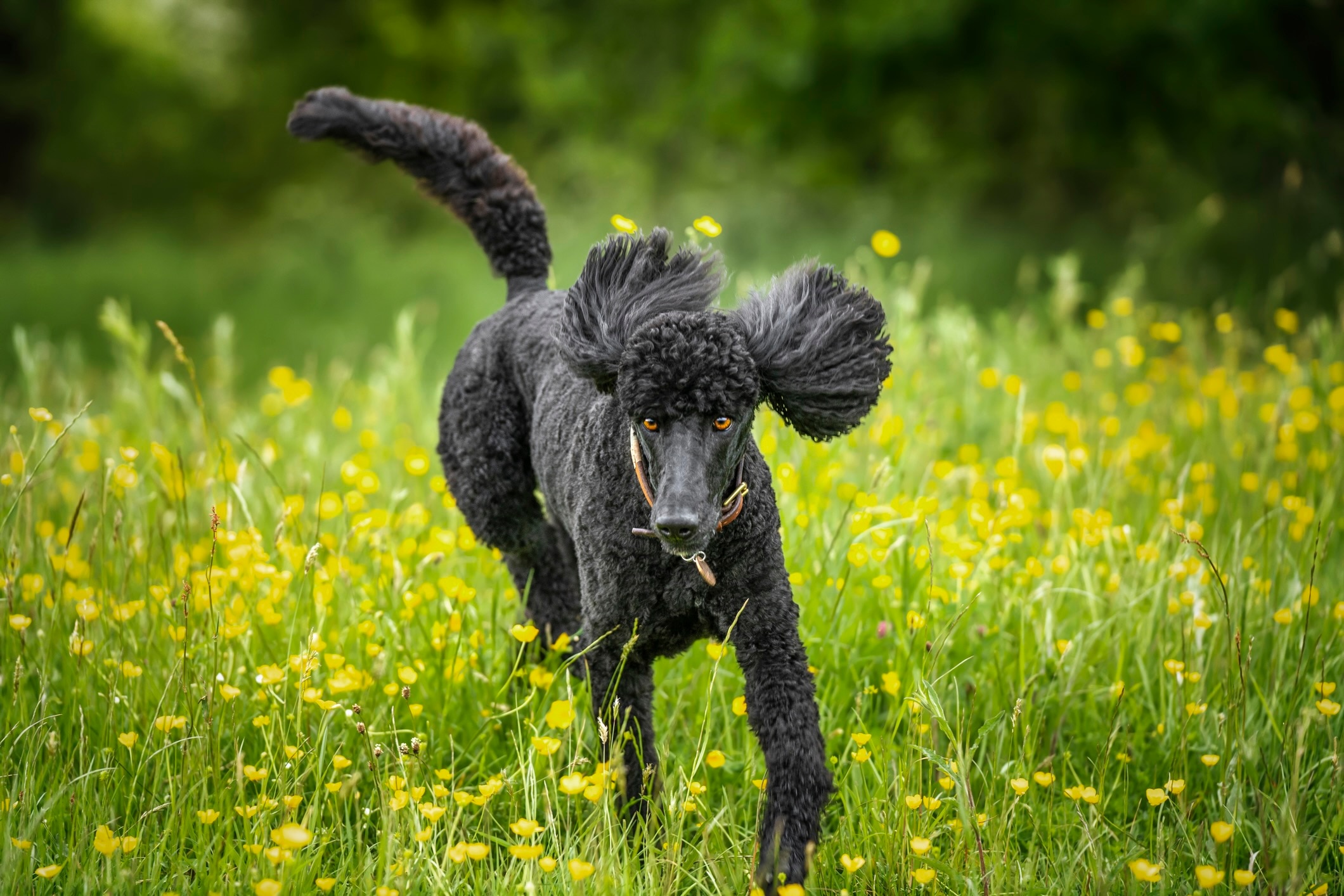 black standard poodle running through tall grass