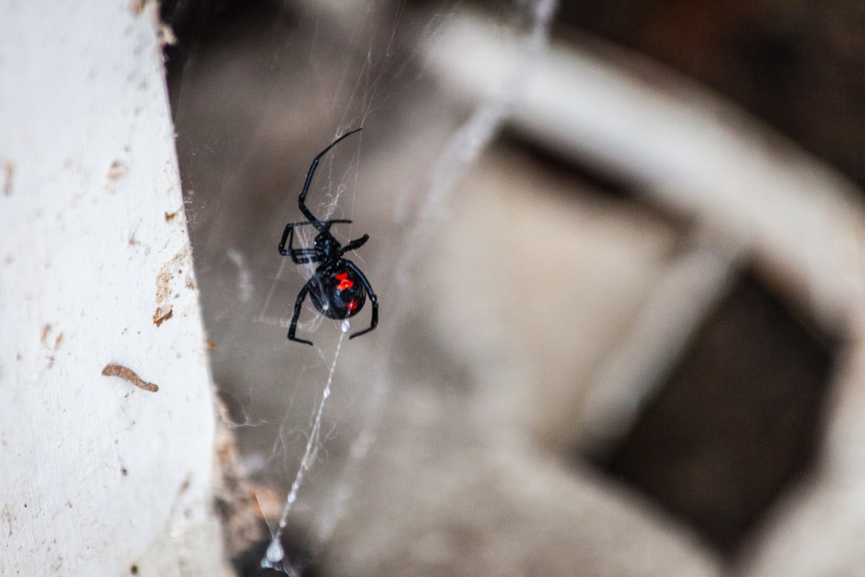 black widow spider in its web