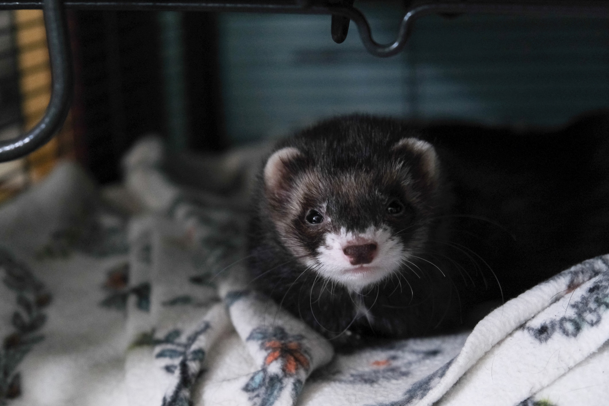 White and sales grey ferret