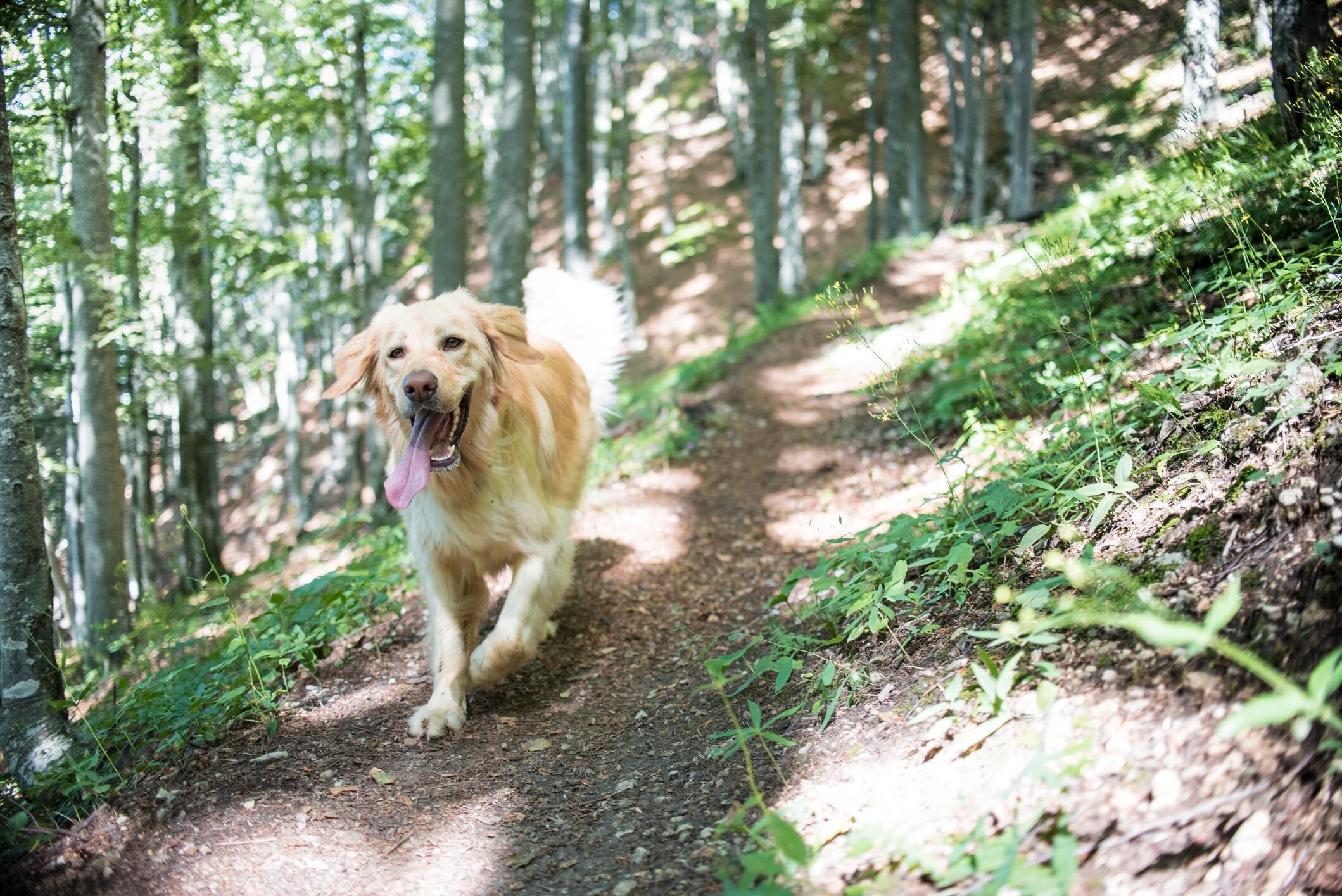 yellow hovawart dog running on a hiking trail with his tongue hanging out of his mouth