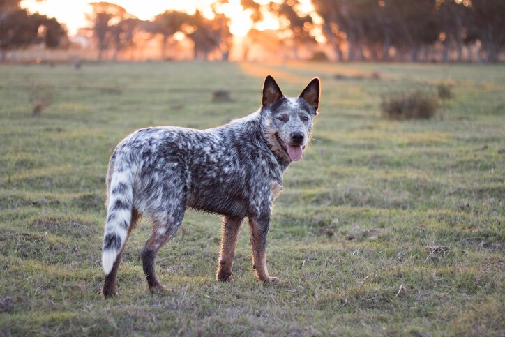 Blue Heeler Dog