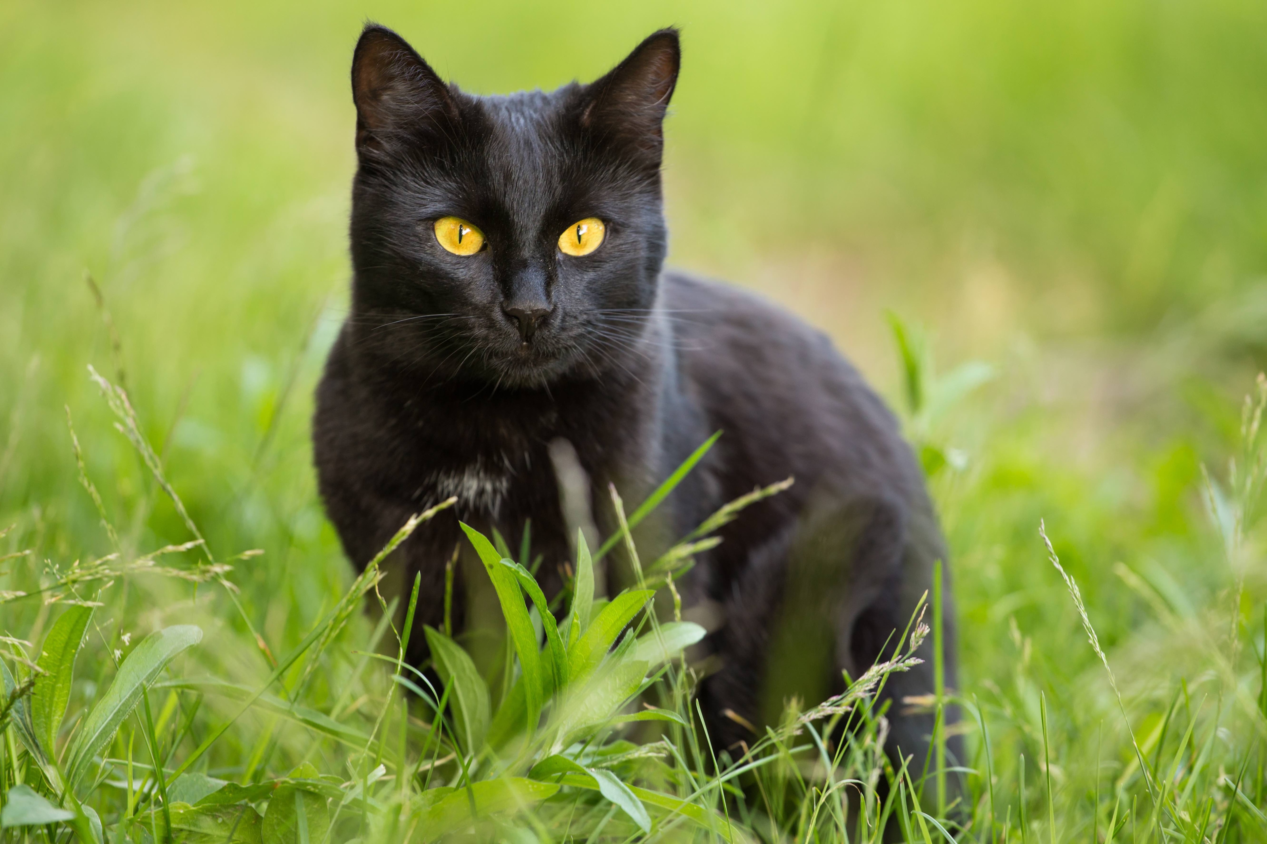 black bombay cat sitting in bright green grass