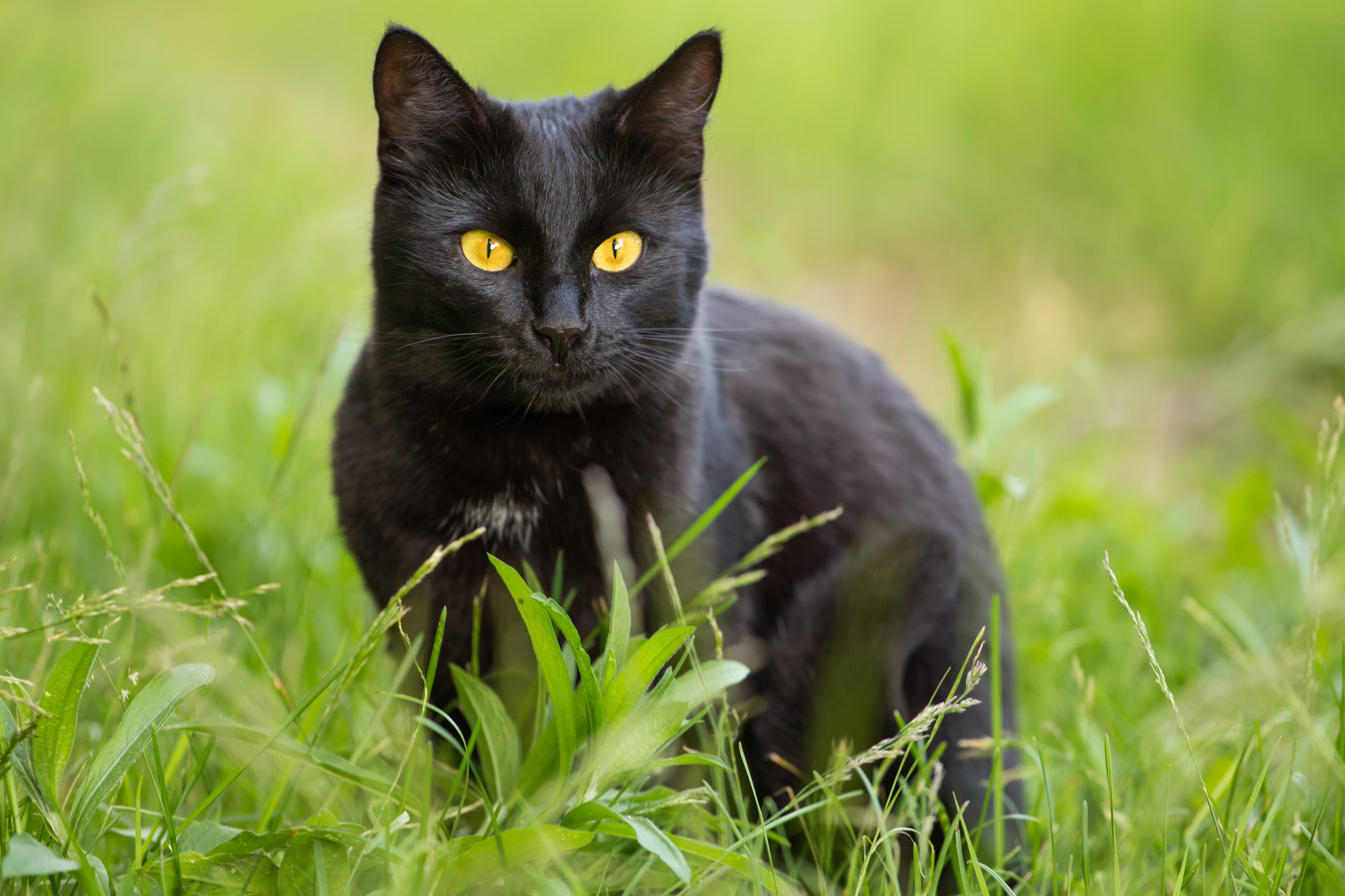 Black Kitten Photo, Cat Photography Print, Lucky Black Cat, Good