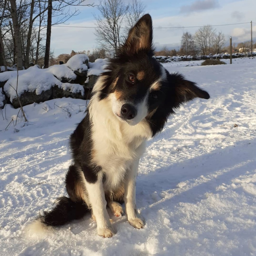tricolor border aussie sitting in snow with her head tilted and one ear perked up