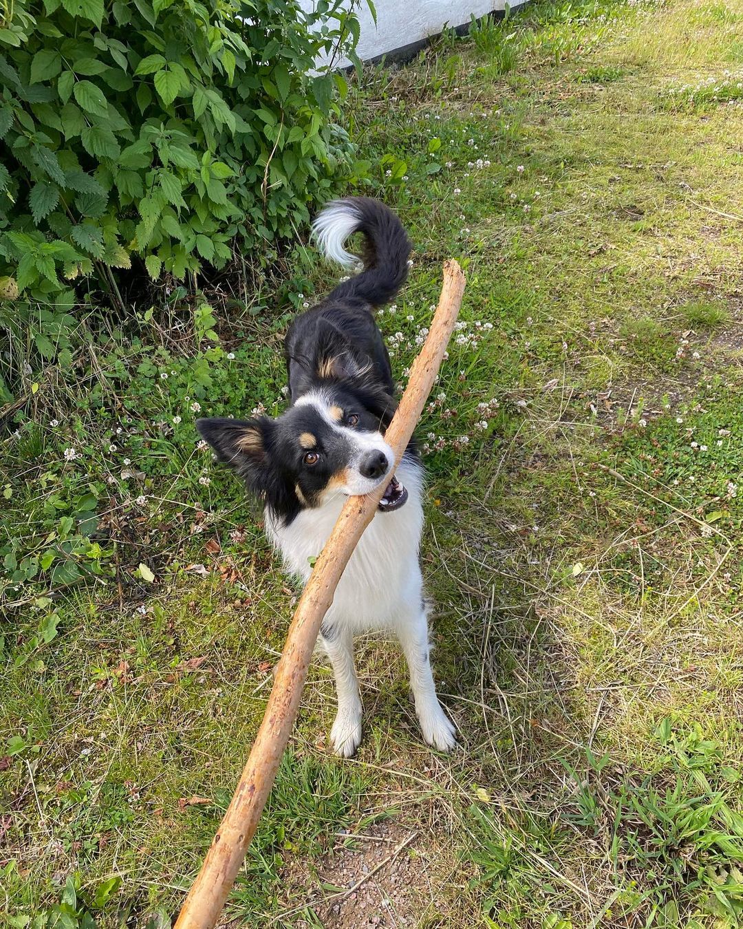 border aussie dog with a huge stick in her mouth